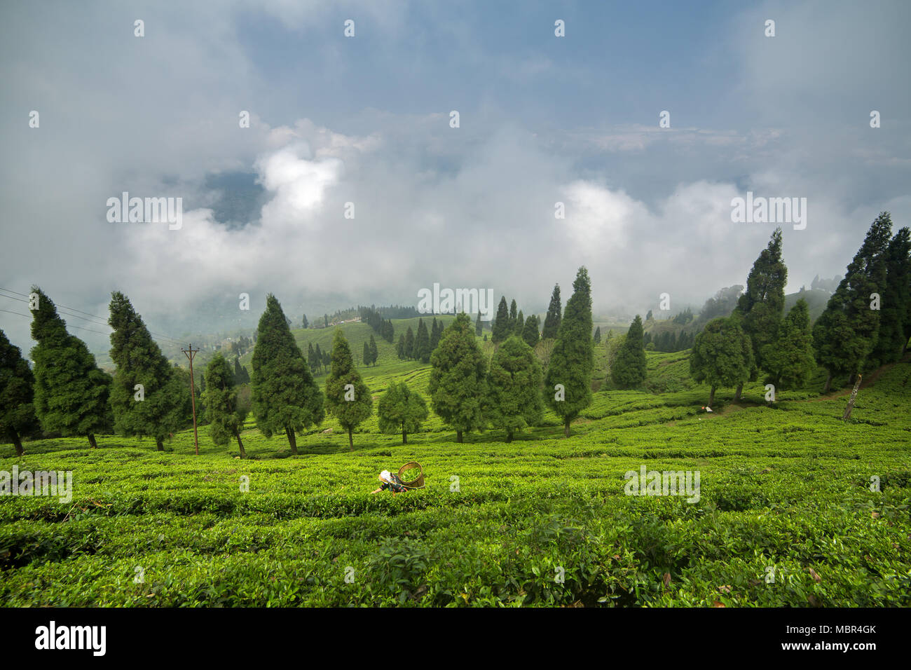 Sikkim, India - April 21, 2017: Indian woman is picking up the fresh tea leaves from tea plantation in Sikkim region, India Stock Photo