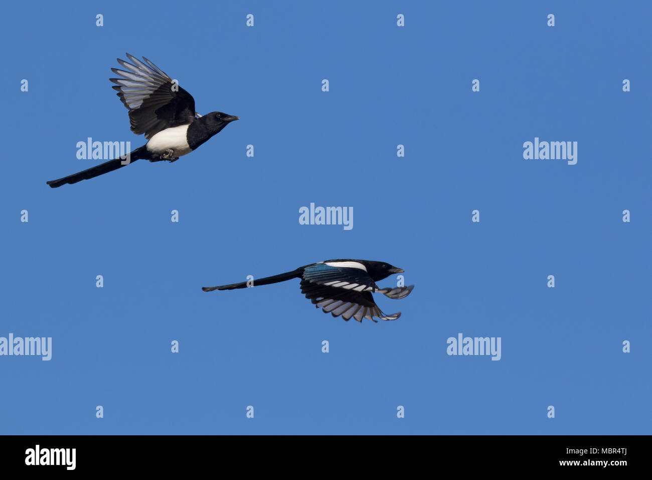 Two Eurasian magpies / common magpie (Pica pica) in flight against blue sky Stock Photo