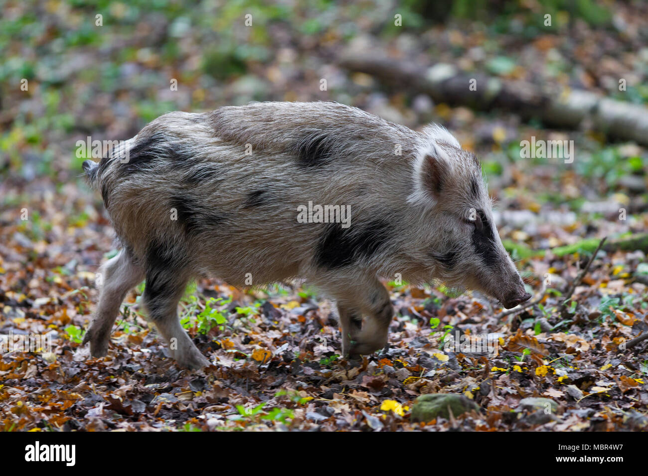 Spotted wild boar (Sus scrofa) brindled piglet foraging in autumn forest Stock Photo