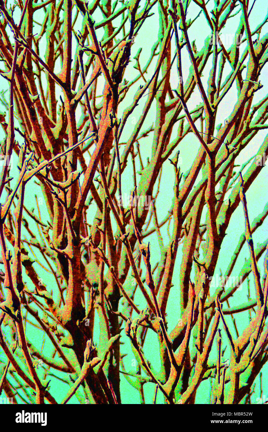 Stylized branches a Swansea Park in winter Stock Photo
