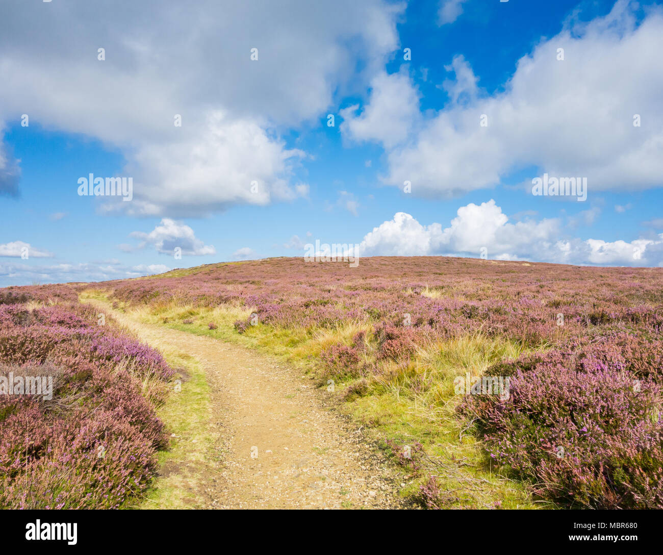 National flower of england hi-res stock photography and images - Alamy