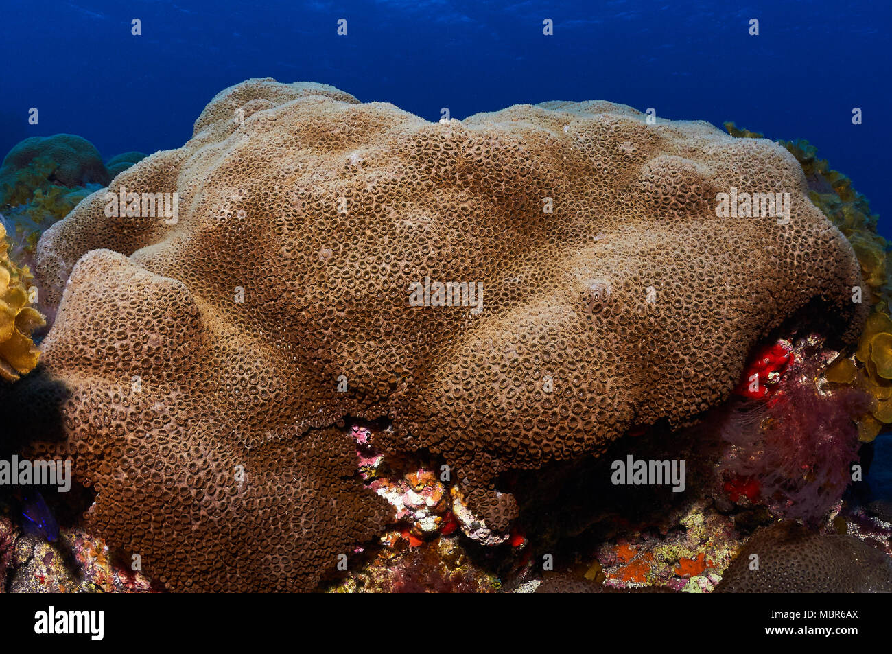 White encrusting zoanthid (Palythoa caribaeorum) colony in Mar de las Calmas Marine Reserve (El Hierro, Canary Islands, Spain) Stock Photo