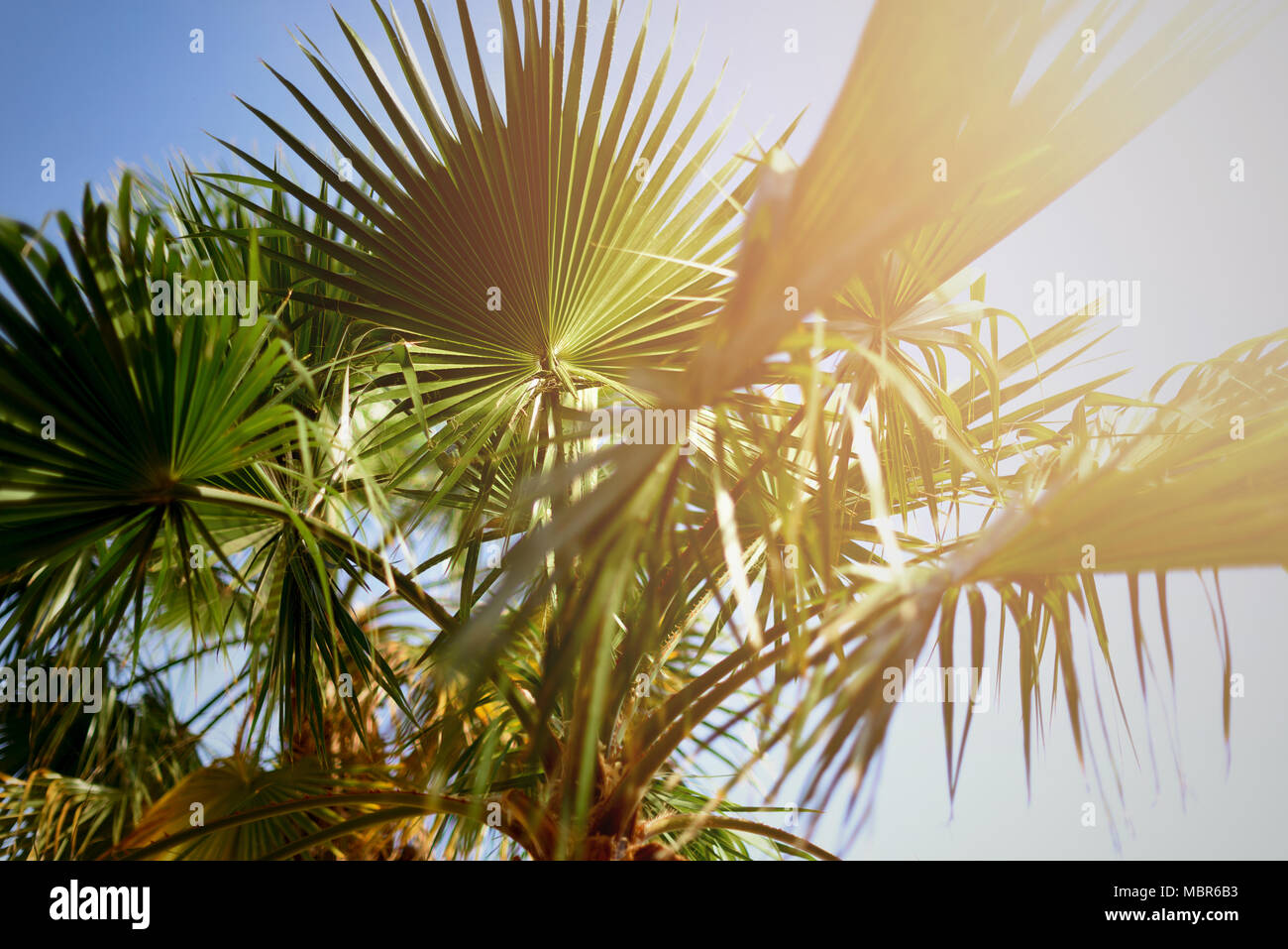 Palm trees against blue sky with sun lights. Tropical background with