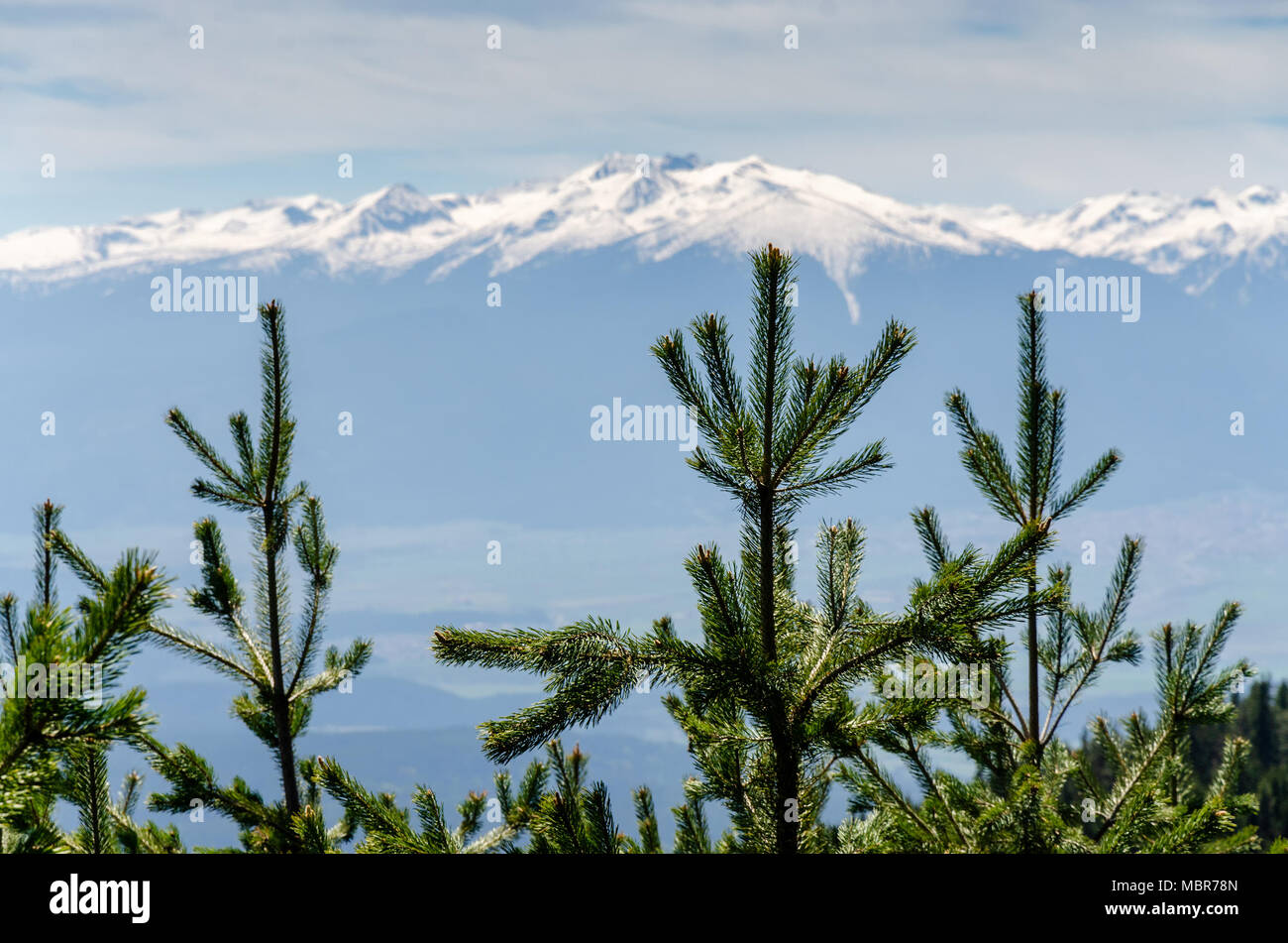 Evergreen trees snow close up hi-res stock photography and images - Alamy
