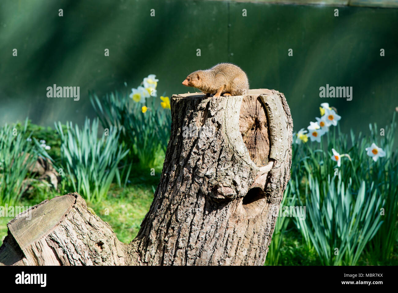 Common Dwarf Mongoose (Helogale parvula) - Adorable Close Up of a Brown ...