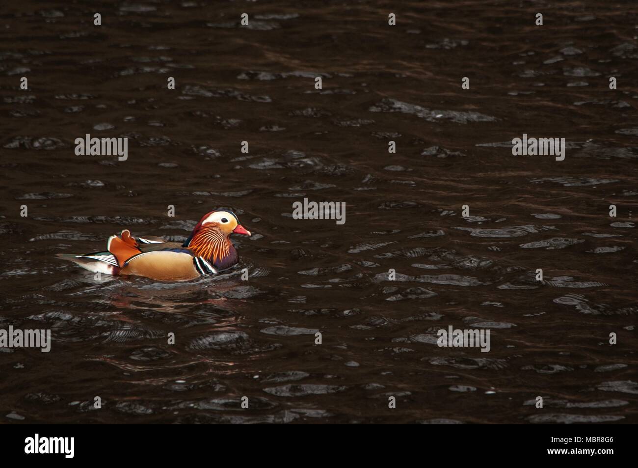 A single male Mandarin duck swimming on dark water Stock Photo