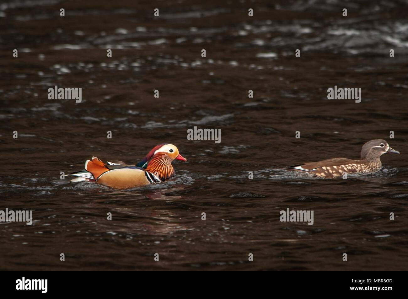 Male female mandarin duck on hi-res stock photography and images - Alamy