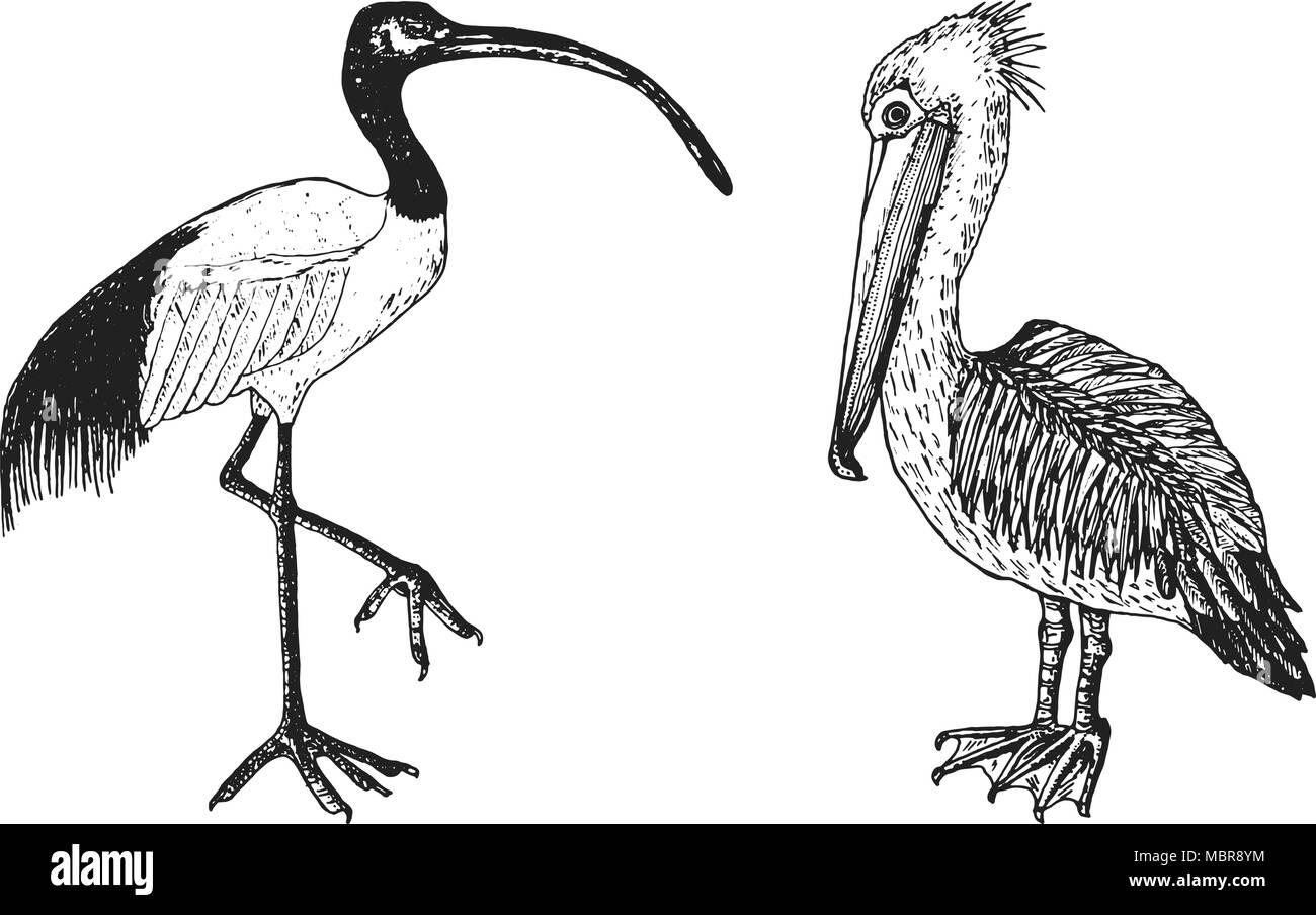Pelican and African sacred ibis. Engraved Hand drawn vector birds, sketch graphic vintage style, phoenicopteridae. Tropical animal. Stock Vector