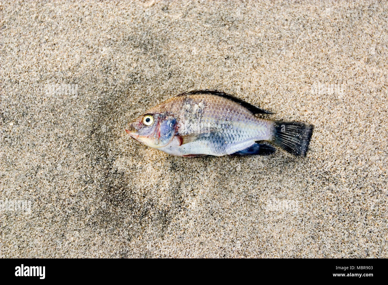 Dead eyes open hi-res stock photography and images - Alamy