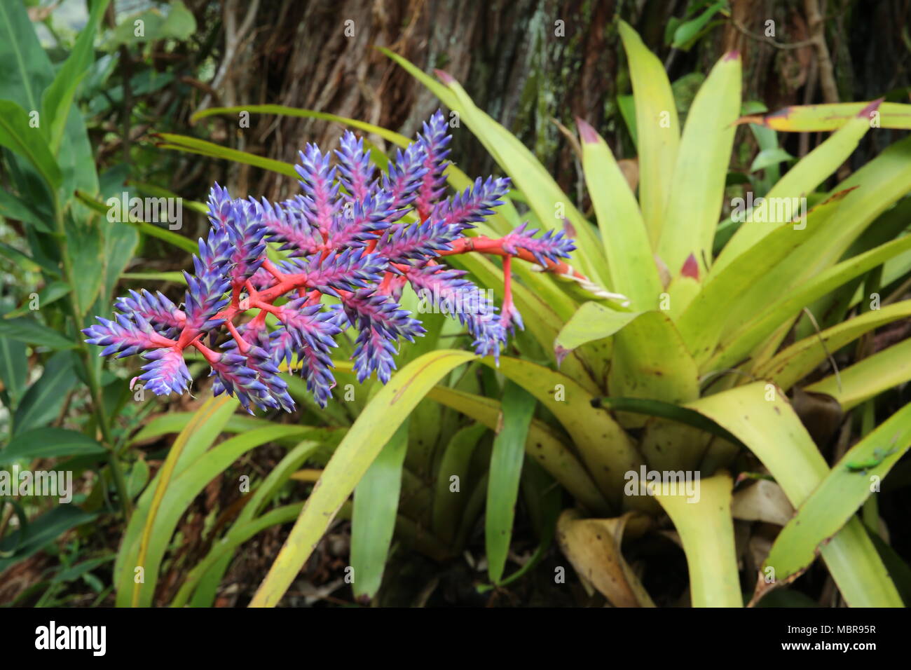 Aechmea Blue Tango Bromeliad flower Stock Photo