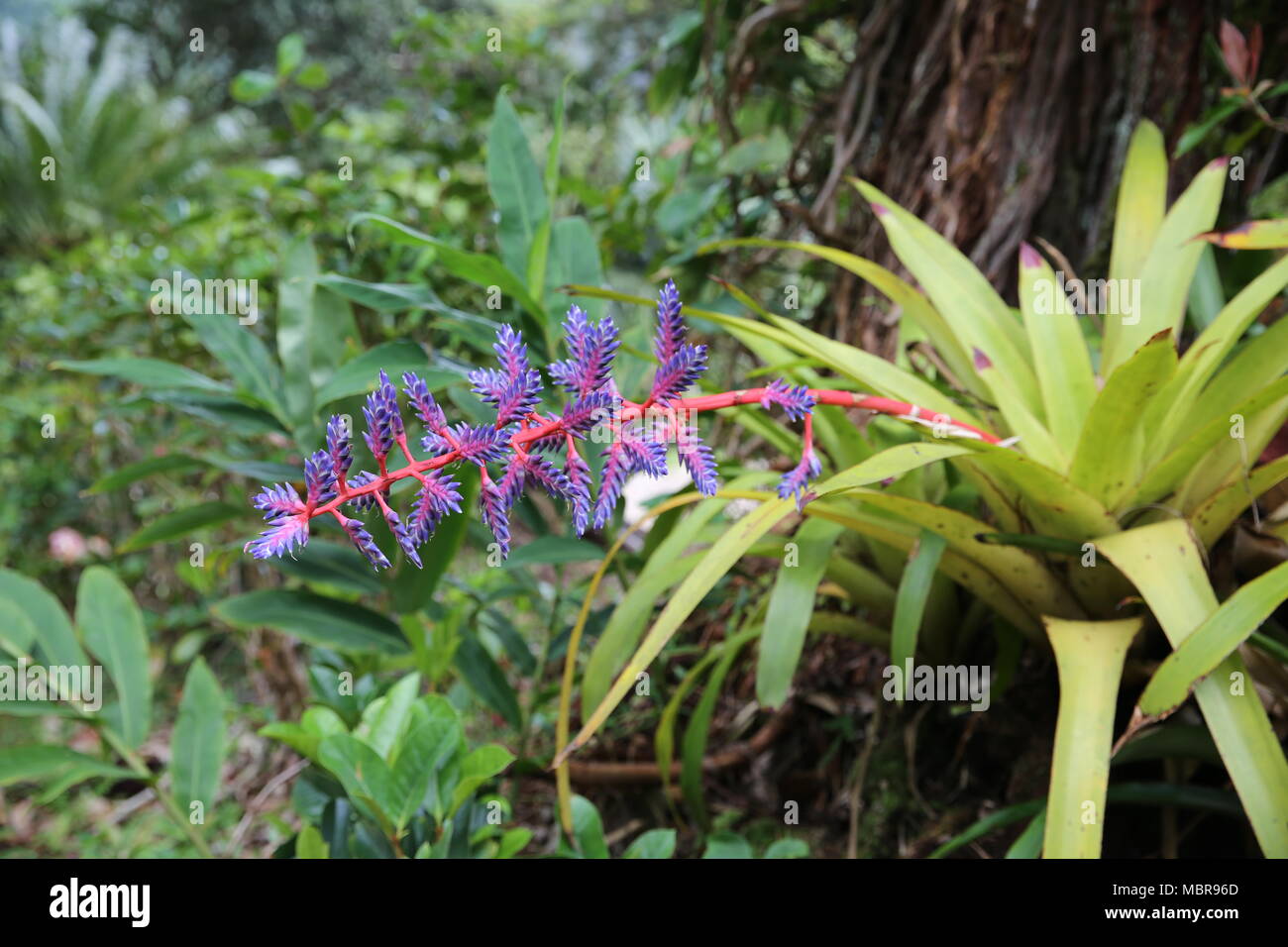 Aechmea Blue Tango Bromeliad flower Stock Photo