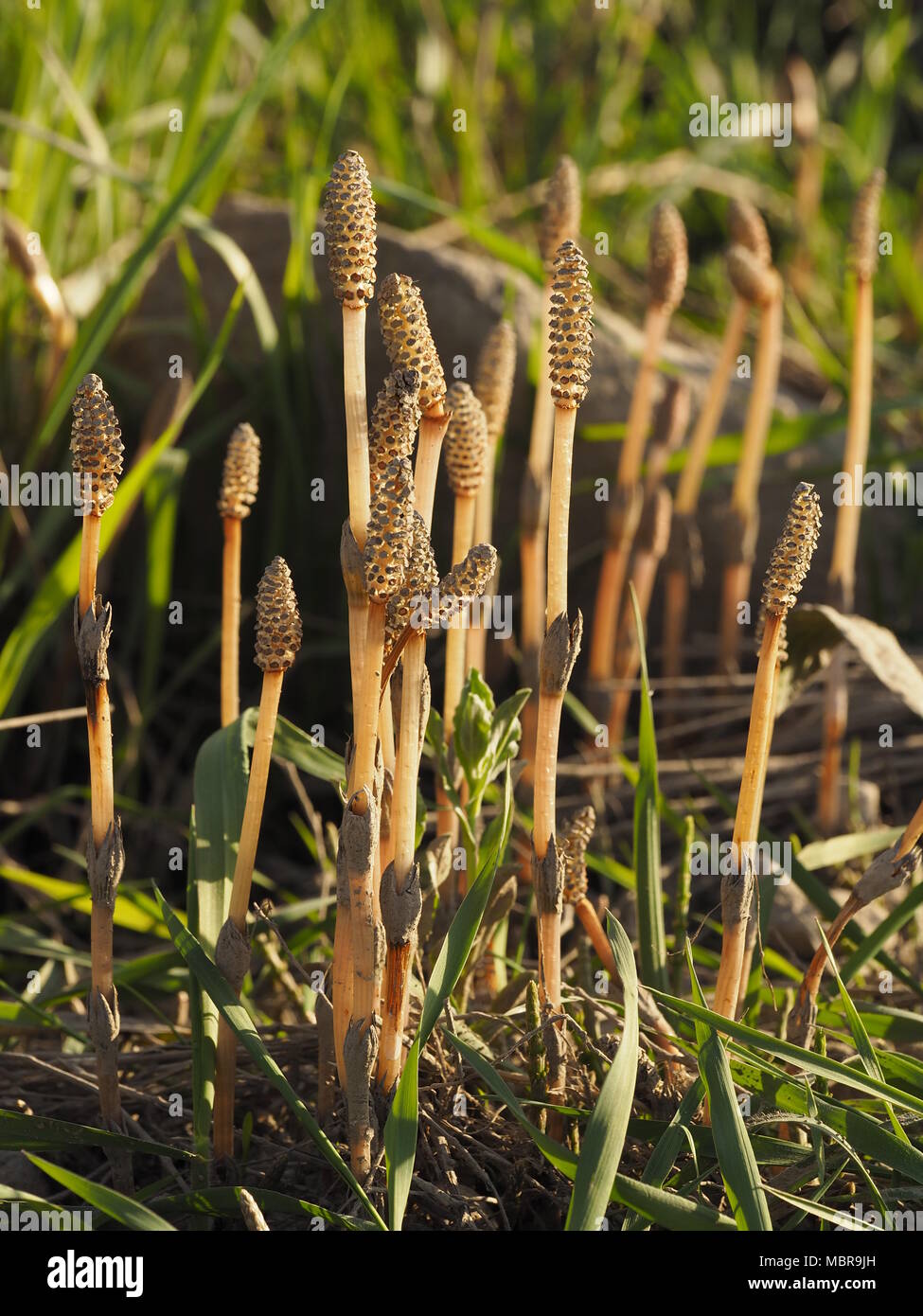 Equisetum arvense, the field horsetail or common horsetail, is an herbaceous perennial plant in the Equisetopsida Stock Photo