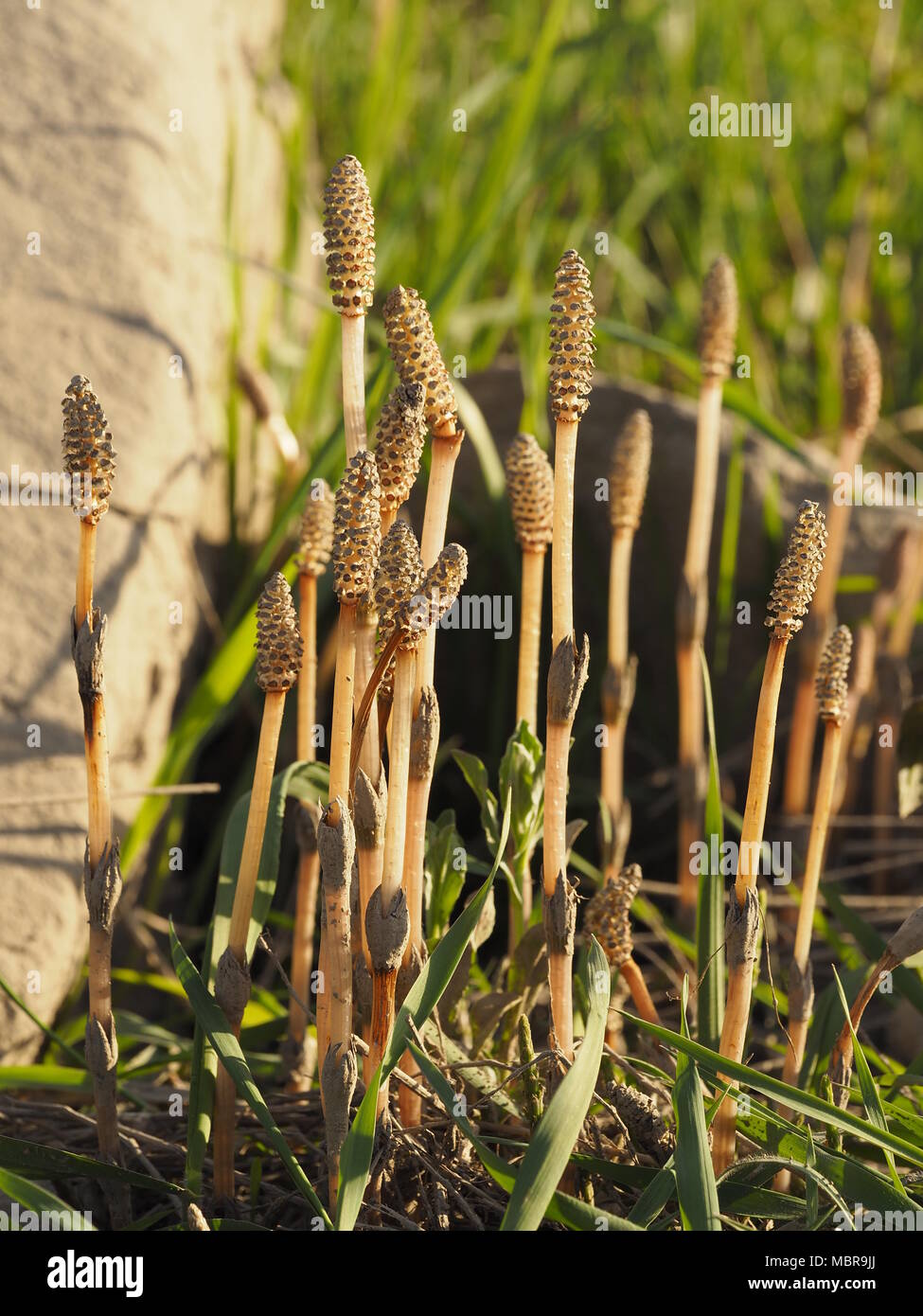 Equisetum arvense, the field horsetail or common horsetail, is an herbaceous perennial plant in the Equisetopsida Stock Photo