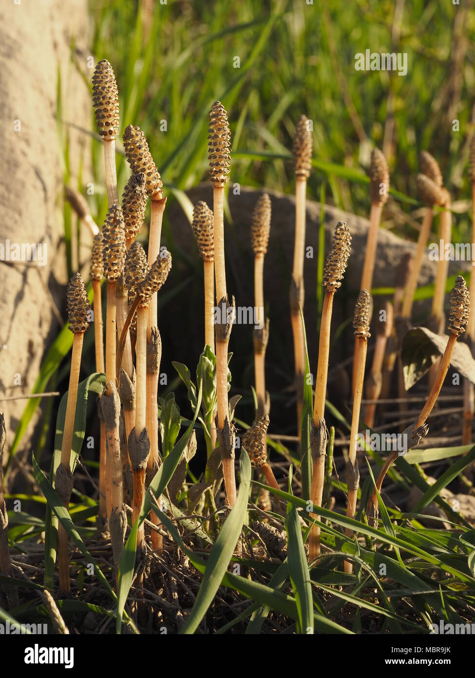 Equisetum arvense, the field horsetail or common horsetail, is an herbaceous perennial plant in the Equisetopsida Stock Photo