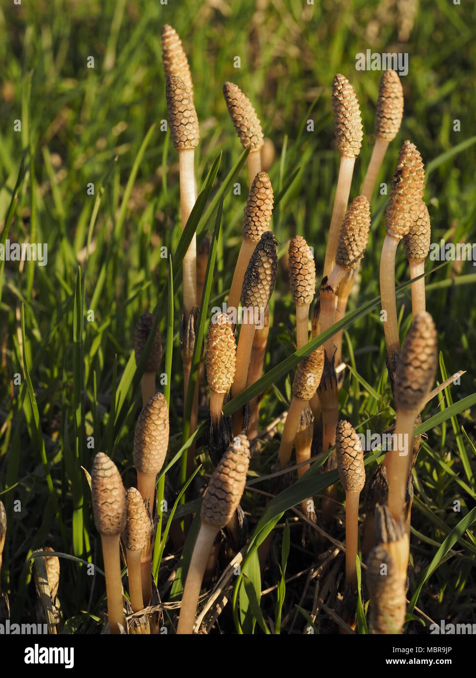 Equisetum arvense, the field horsetail or common horsetail, is an herbaceous perennial plant in the Equisetopsida Stock Photo