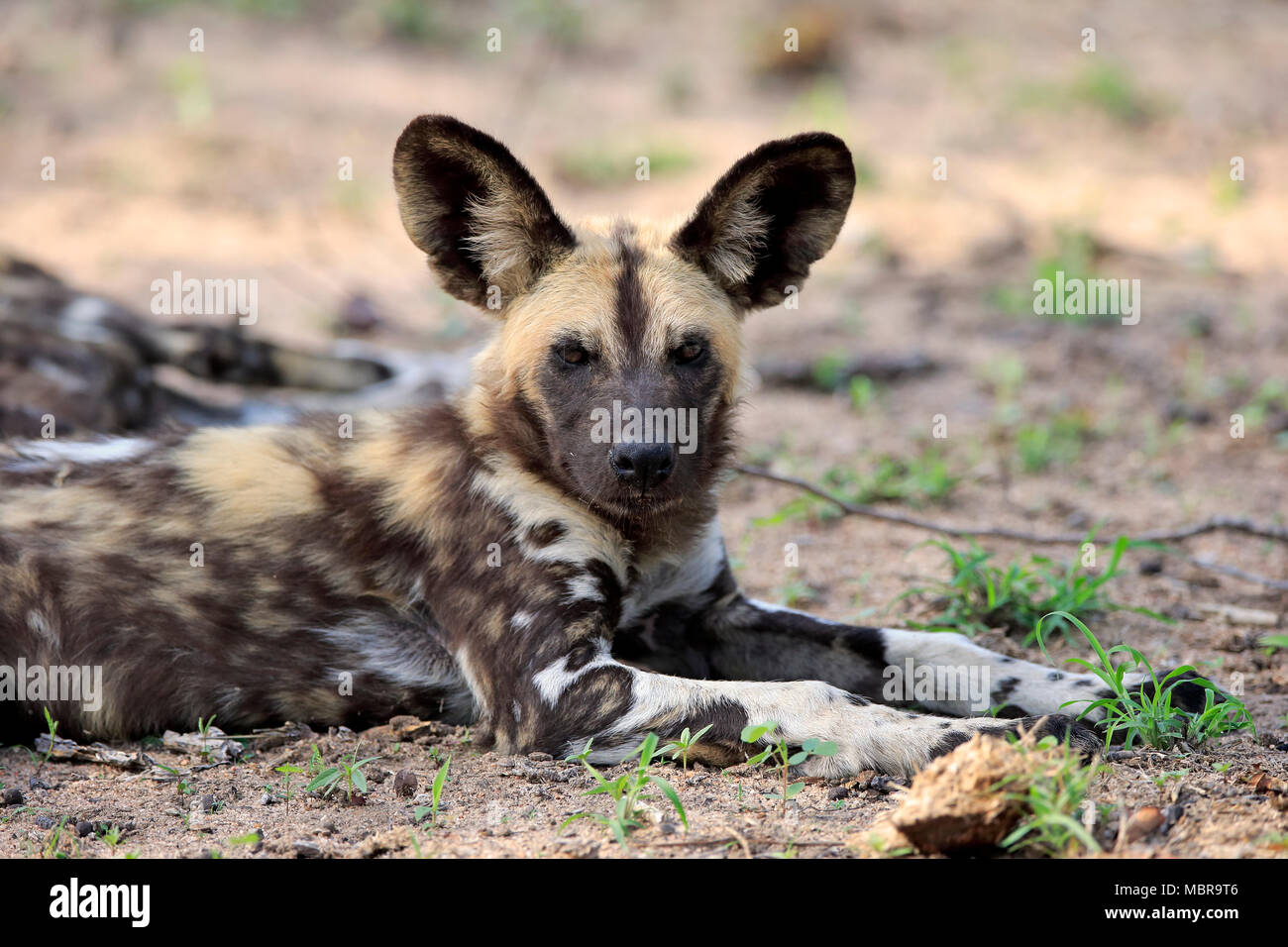 African wild dog (Lycaon pictus), adult, alert, resting, Sabi Sand Game Reserve, Kruger National Park, South Africa Stock Photo