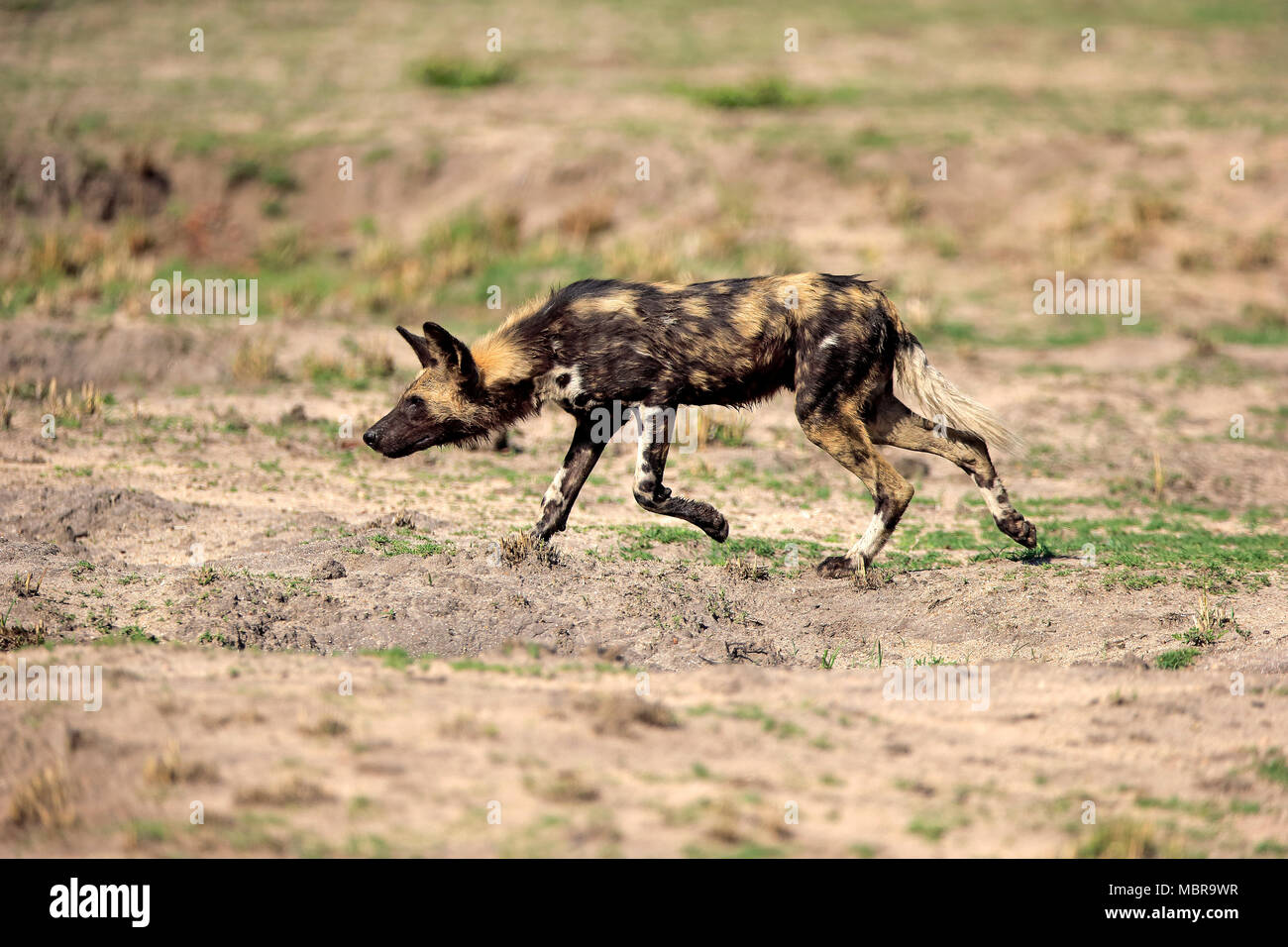 African wild dog (Lycaon pictus), adult, hunting, running, Sabi Sand Game Reserve, Kruger National Park, South Africa Stock Photo
