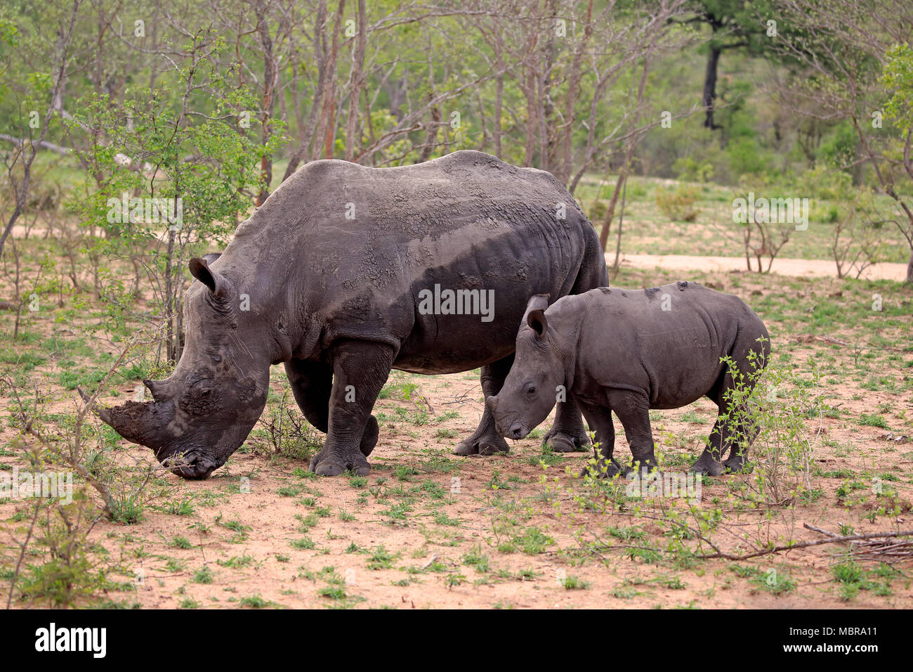 White rhinoceroses (Ceratotherium simum), adult, mother animal with young animal looking for food in bushland, eating Stock Photo