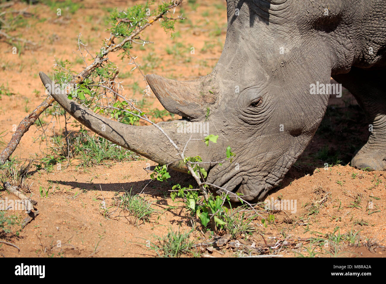 White rhinoceros (Ceratotherium simum), adult, animal portrait, eating, foraging, pachyderm, Sabi Sand Game Reserve Stock Photo