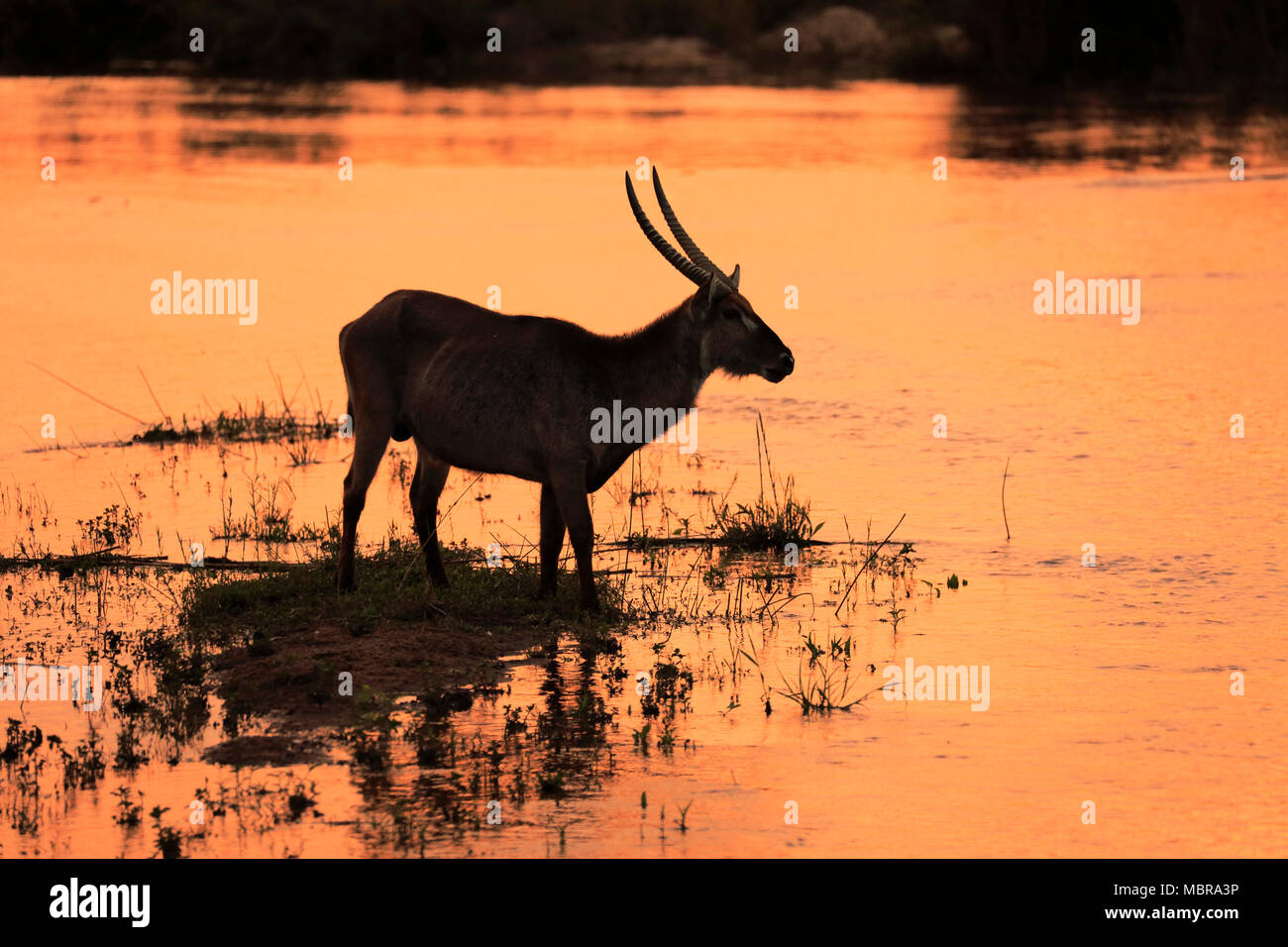 Ellipsen waterbuck (Kobus ellipsiprymnus), adult male on the water, silhouette, sunset, Kruger National Park, South Africa Stock Photo