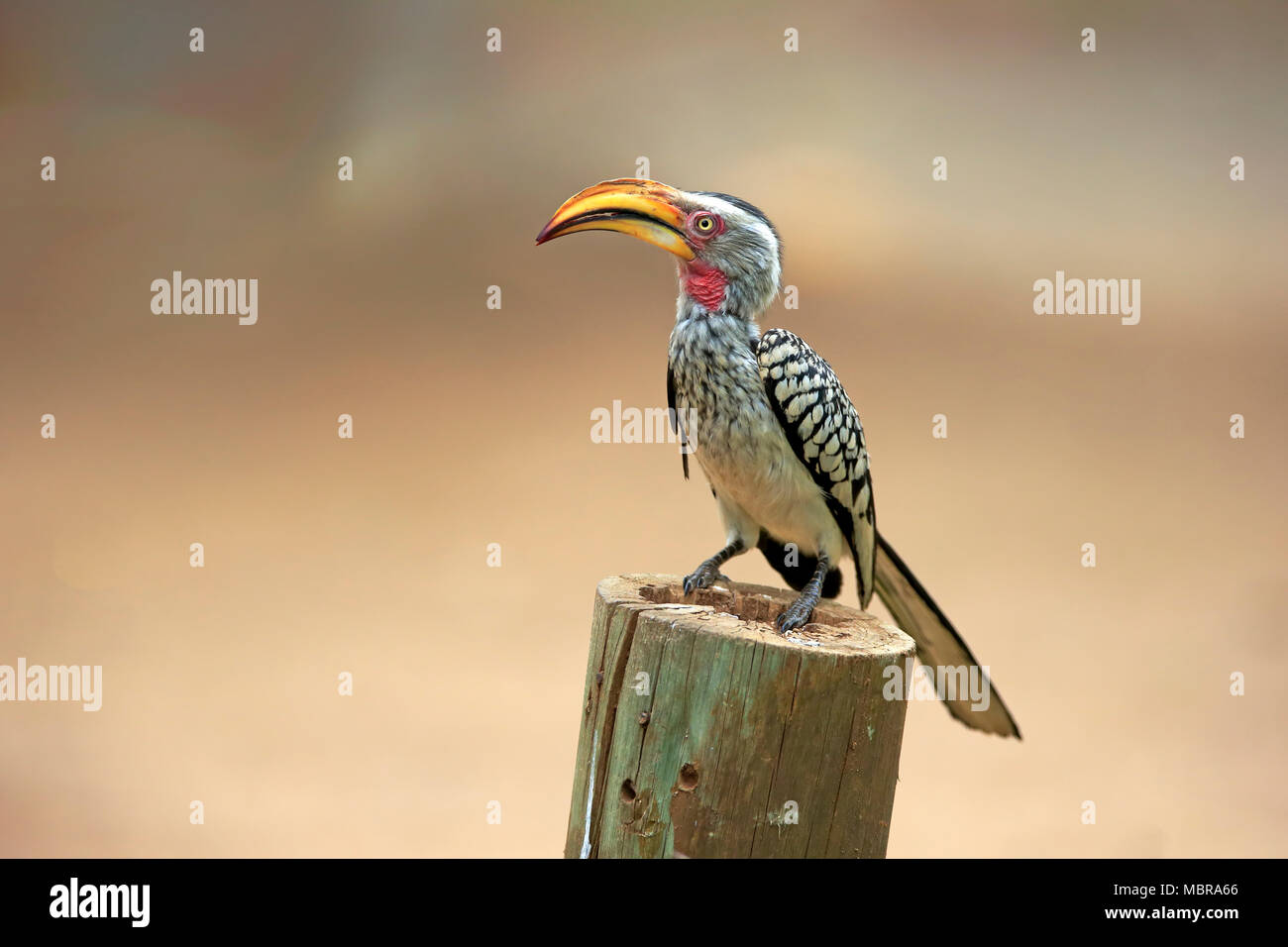 Southern Yellow-billed Hornbill (Tockus leucomelas), adult, sits on pole, Kruger National Park, South Africa Stock Photo