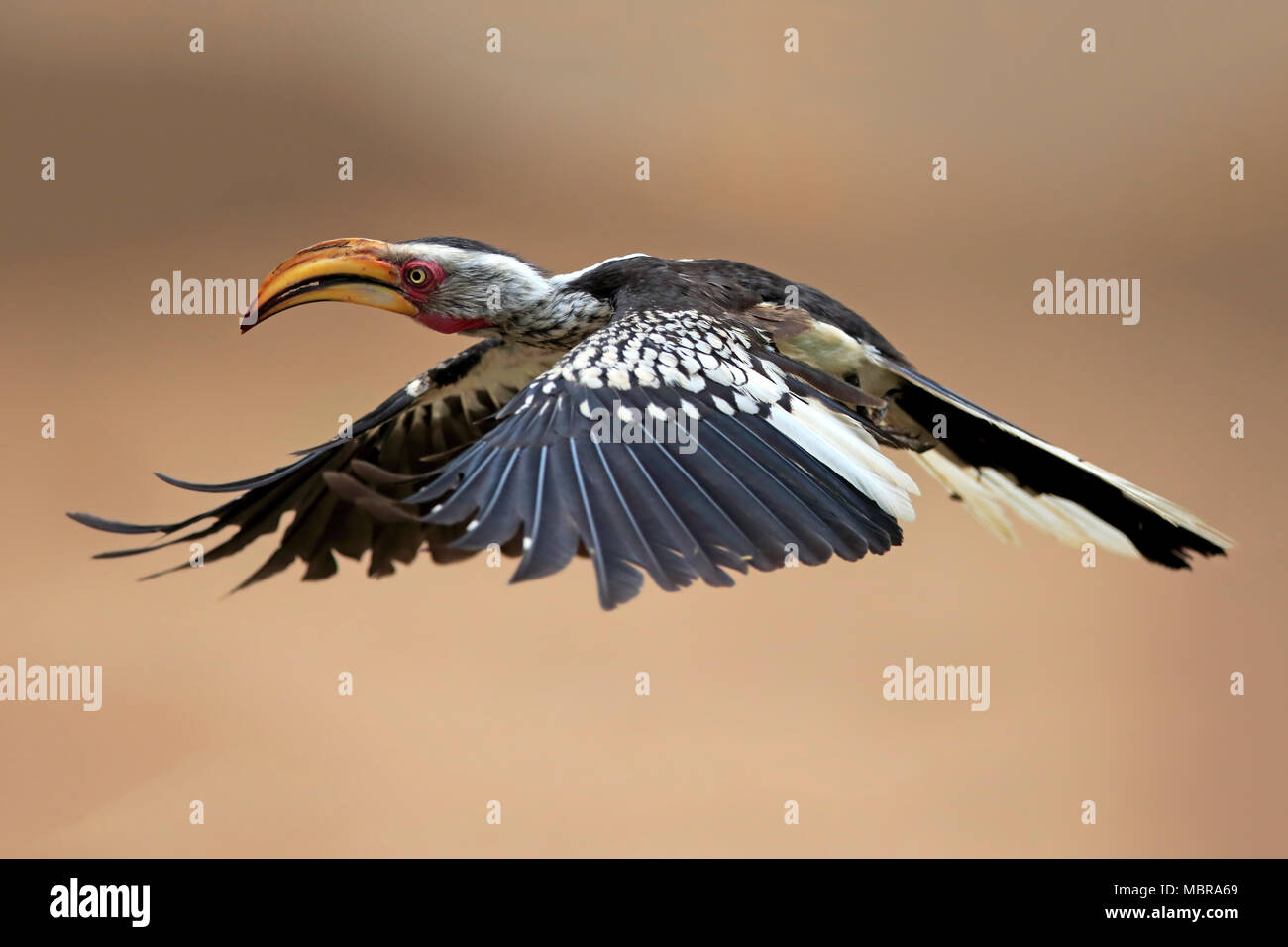 Southern Yellow-billed Hornbill (Tockus leucomelas), adult, flying, Kruger National Park, South Africa Stock Photo