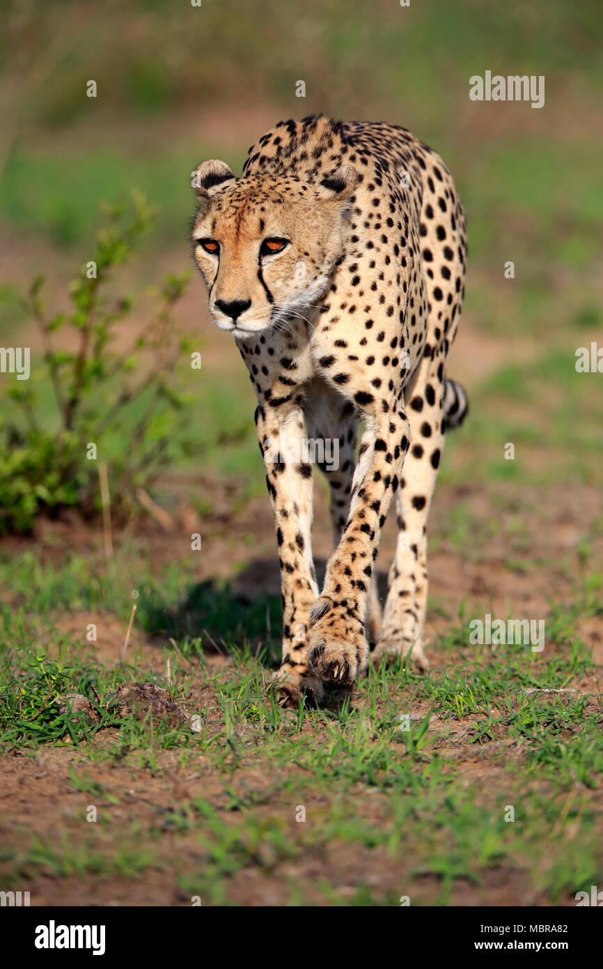 Cheetah (Acinonyx jubatus), adult, alert, observing, stalking, concentration, Sabi Sand Game Reserve, Kruger National Park Stock Photo