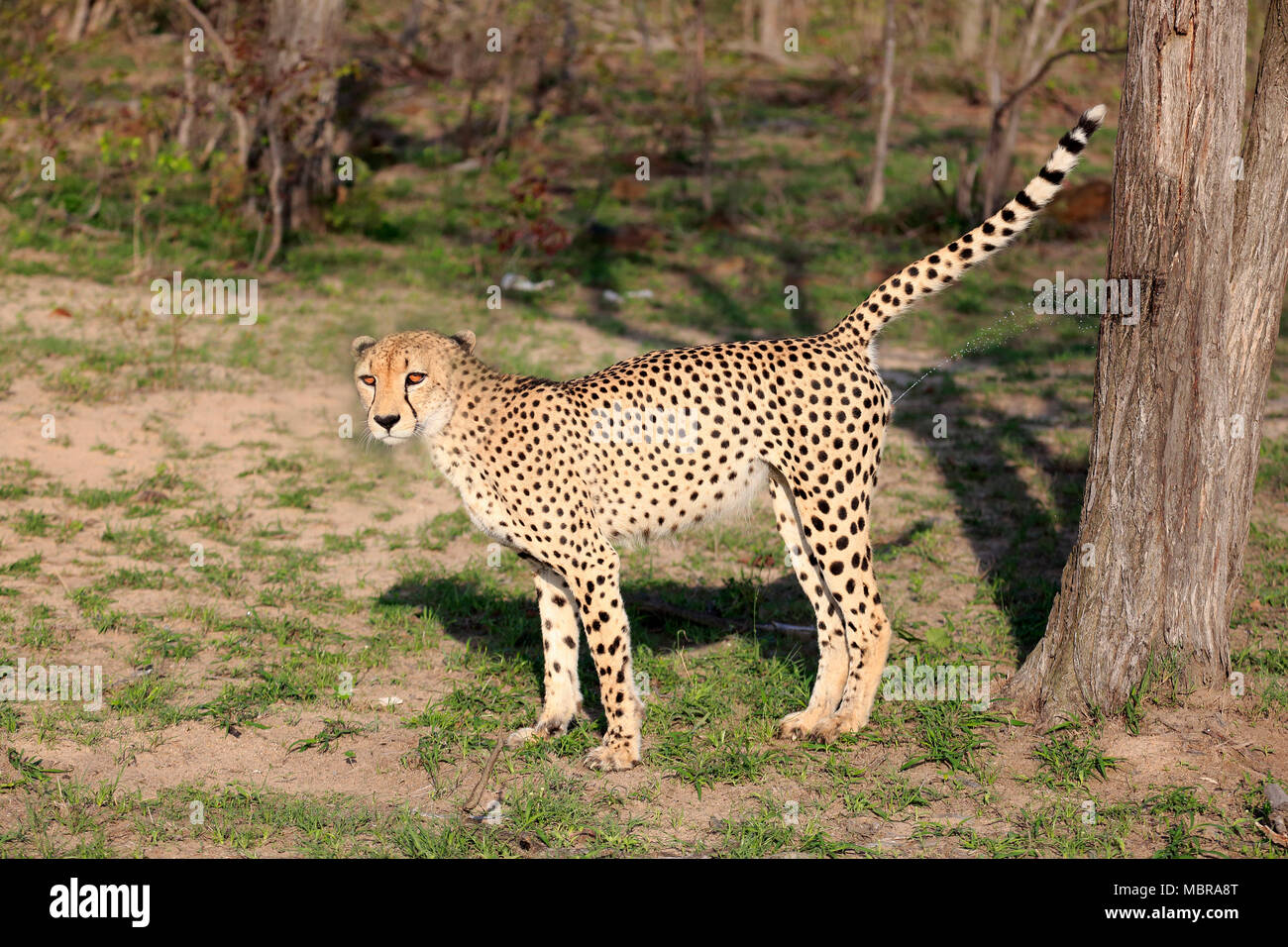 Cheetah (Acinonyx jubatus), adult male marking his territory on a tree