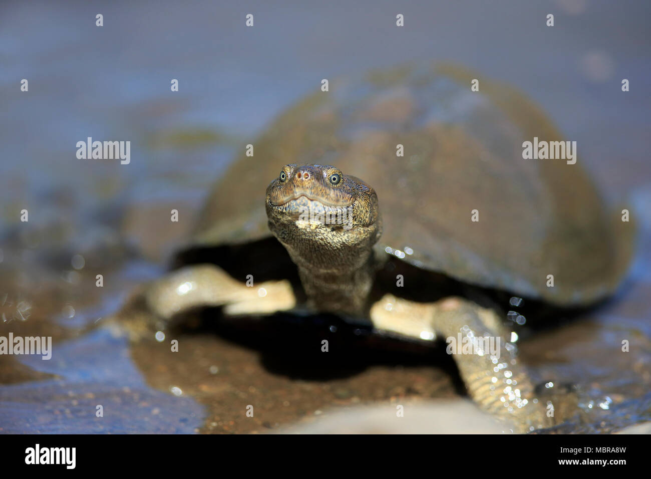 Serrated hinged terrapin (Pelusios sinuatus), adult, in the water ...