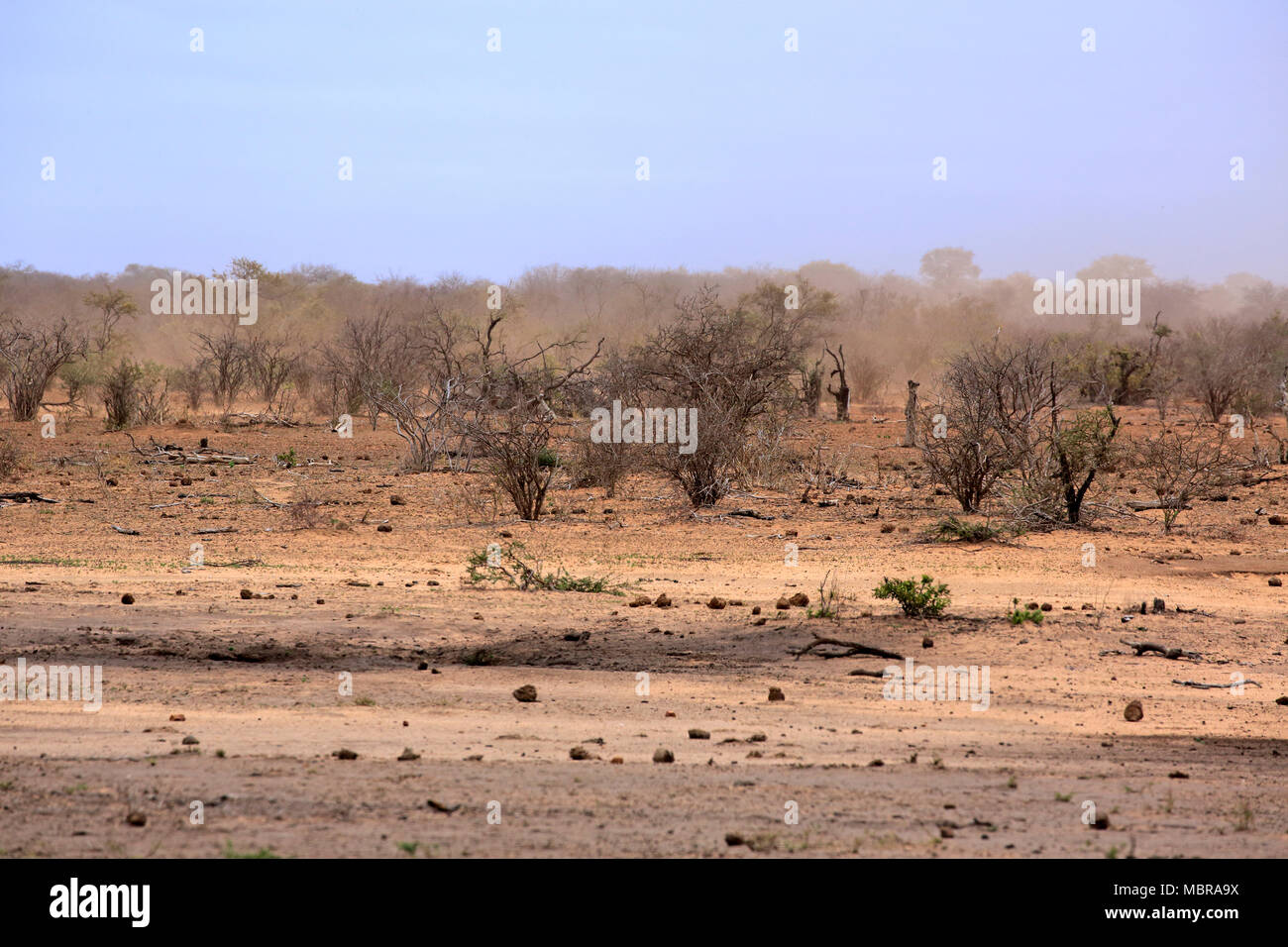 Dried Bushland, Drought, Kruger National Park, South Africa Stock Photo
