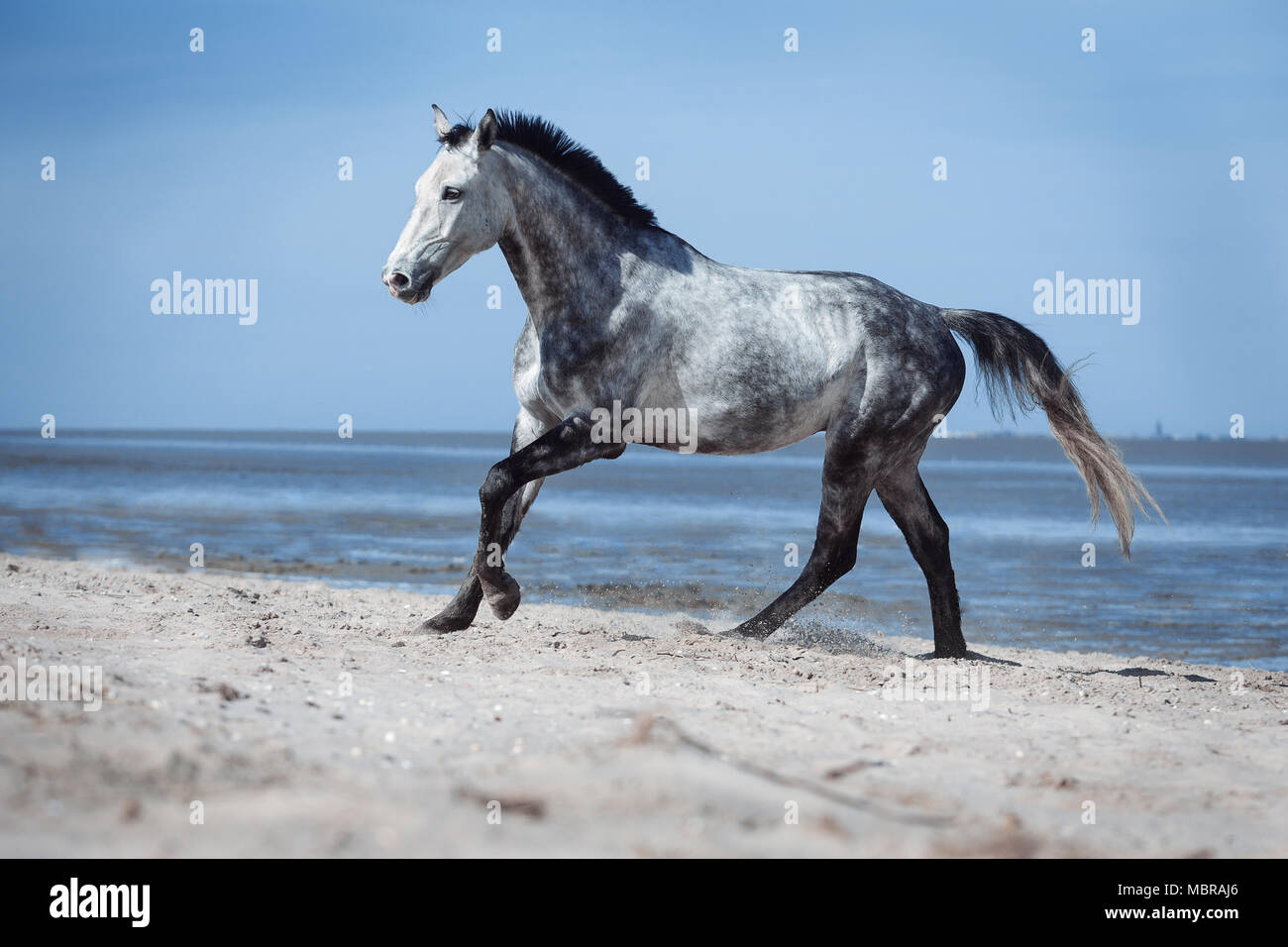 Mould, apple mould, warmblood horse galloping on the beach by the sea, Wangerland, Lower Saxony, Germany Stock Photo