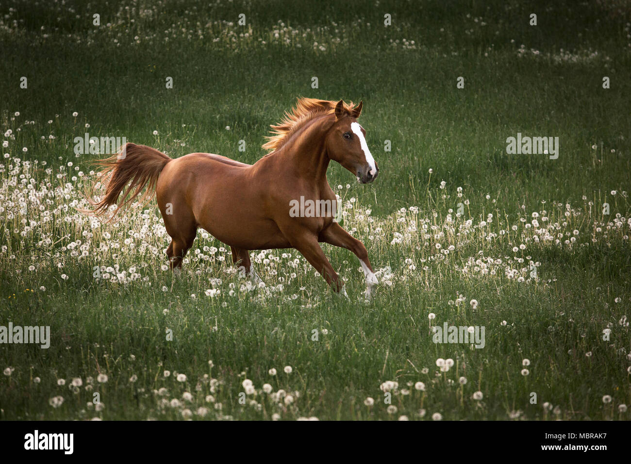 Fox, warmblood horse with blaze gallops dynamically across a dandelion meadow, Germany Stock Photo
