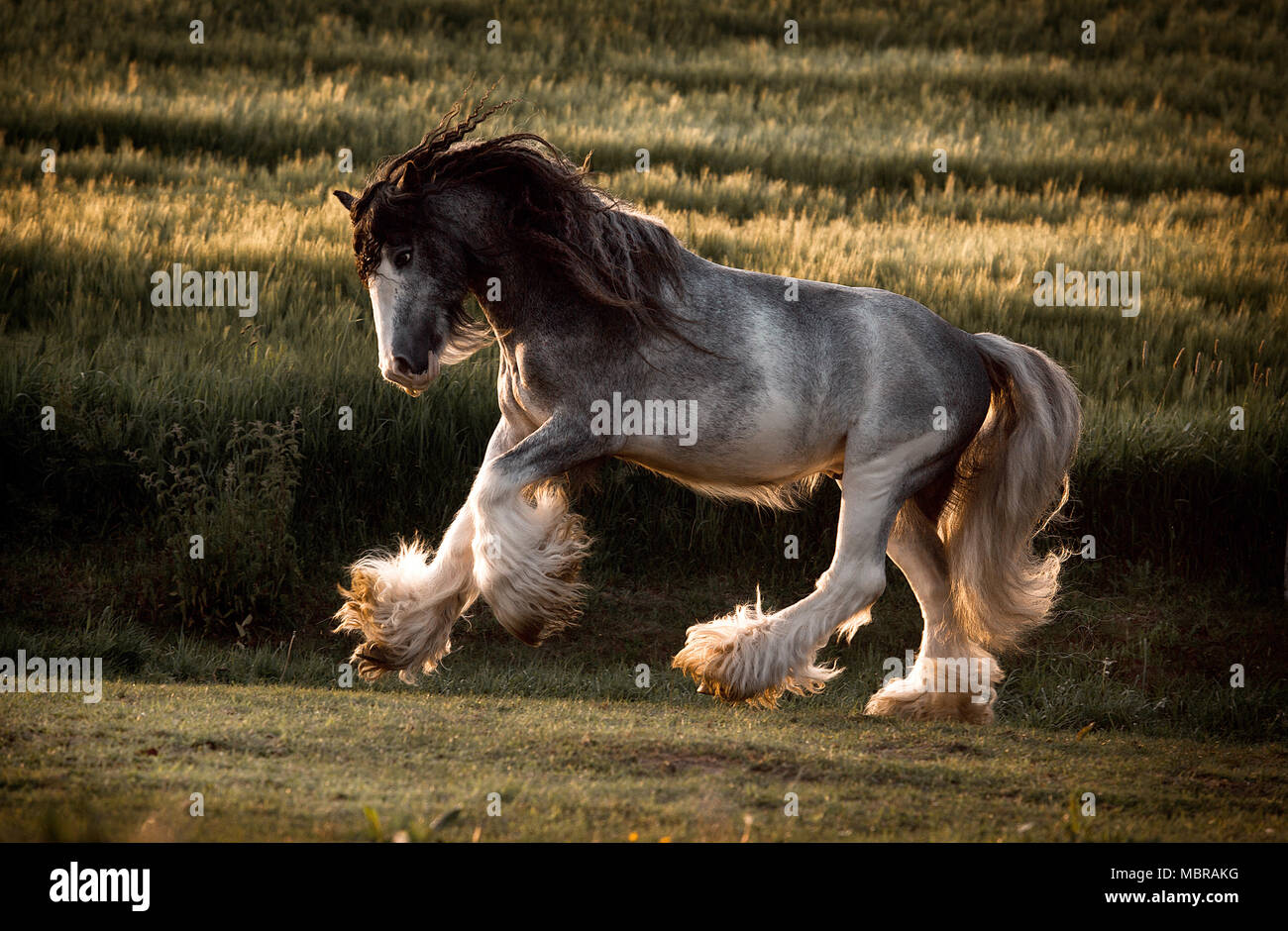 Cold-blood Tinker horse gallops dynamically, long bondage hair, Germany Stock Photo