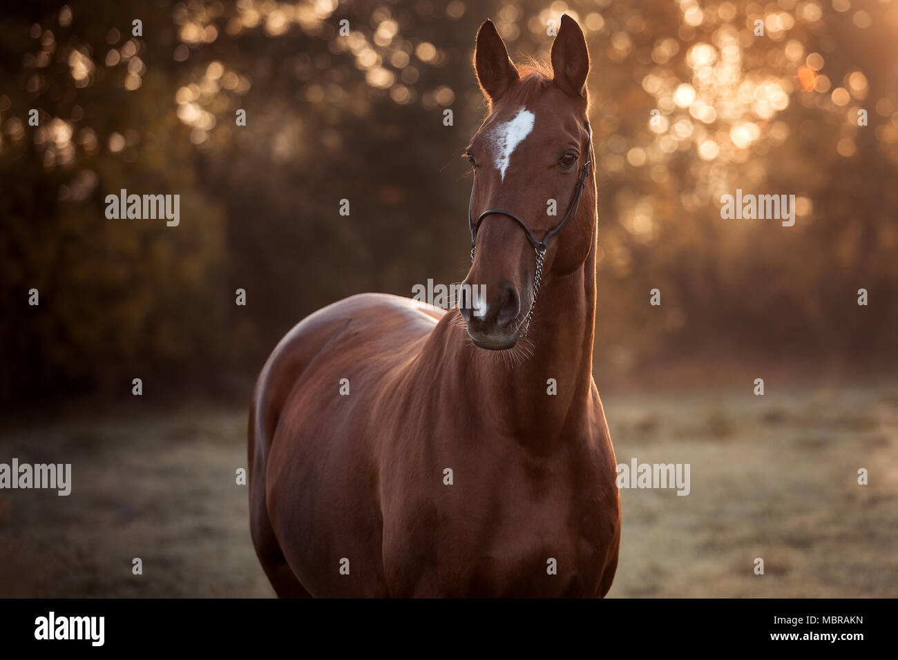 Fox, warmblood horse with halter, snip and wedge star stands in the back light on a pasture, Germany Stock Photo