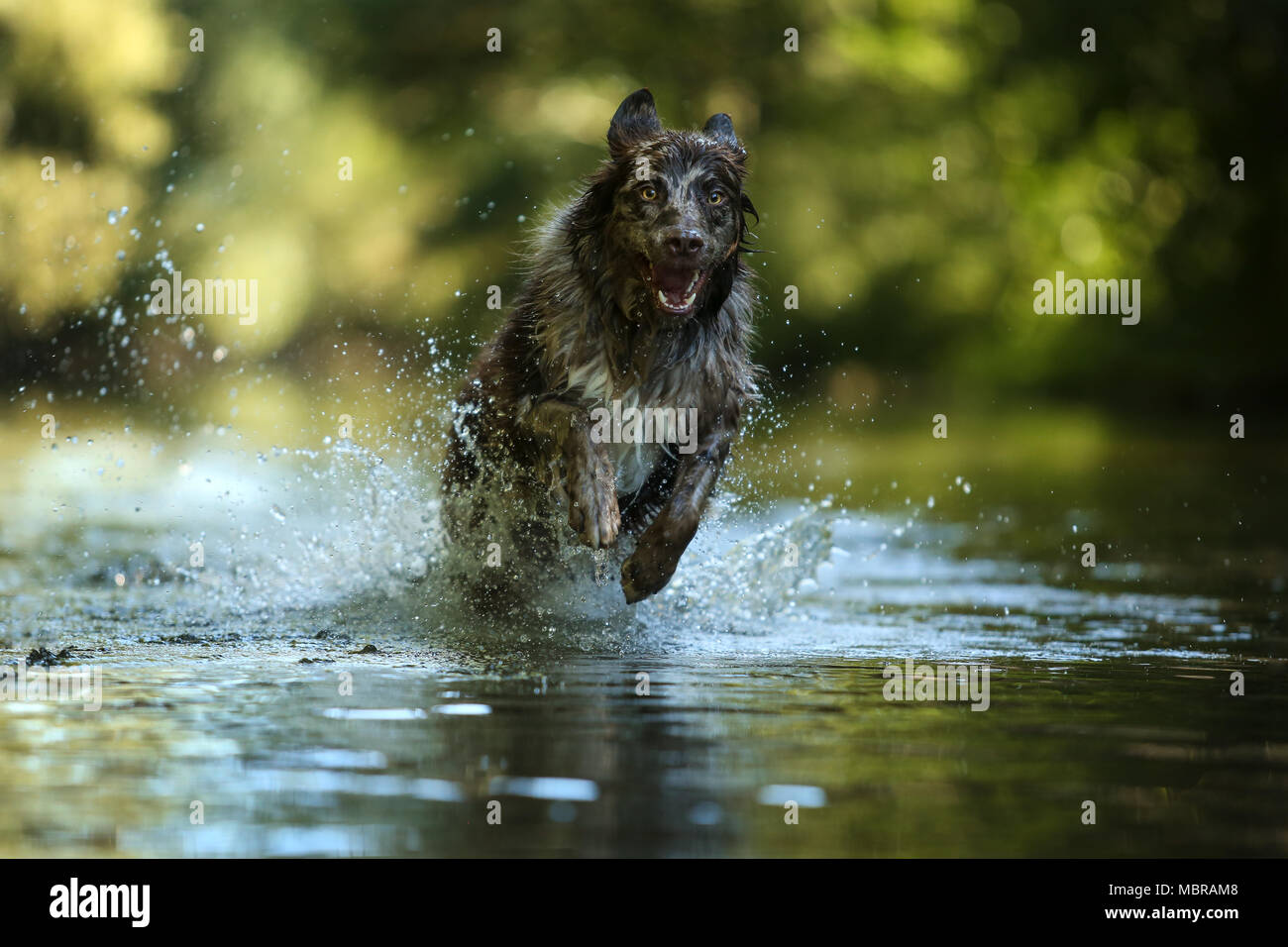 Dark Border Collie with long fur jumps through splashing water in the forest, Germany Stock Photo