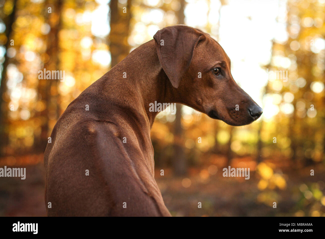 Rhodesian Ridgeback dog with red-brown fur in the forest, warm light, Germany Stock Photo