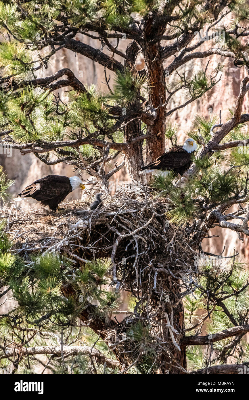 Bald Eagles and eaglets in nest in Bend, Oregon Stock Photo Alamy