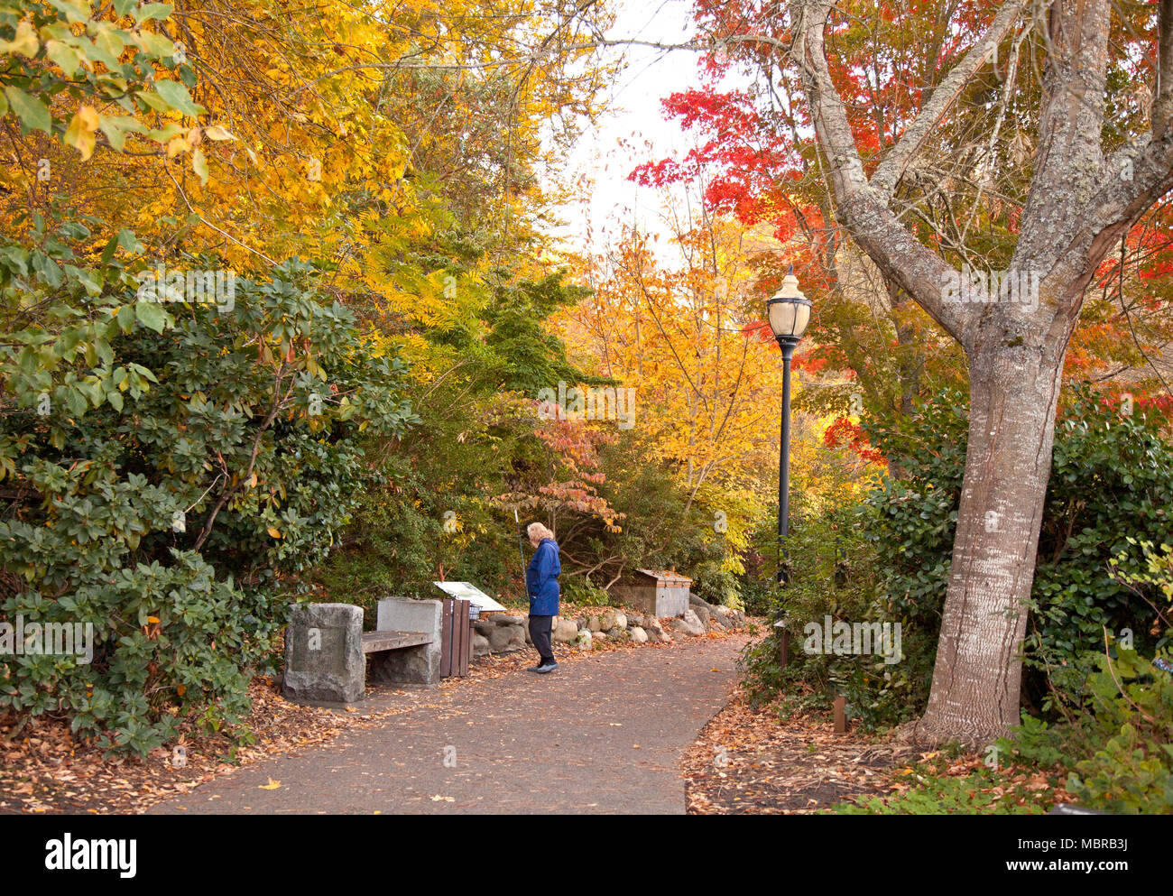 Woman in blue coat stops to read signboard, early morning Fall color, Lithia Park, Ashland, Oregon. Stock Photo