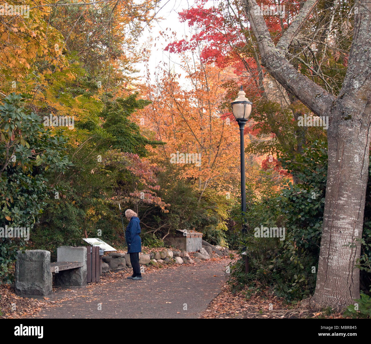 Early morning walker in blue coat stops to read an information board amid intense fall color, Lithia Park, Ashland, Oregon. Stock Photo