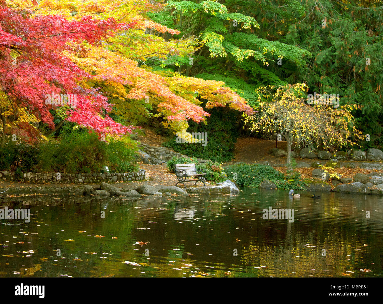 Brilliant fall color overhangs the Lower Duck Pond and bench in Lithia ...