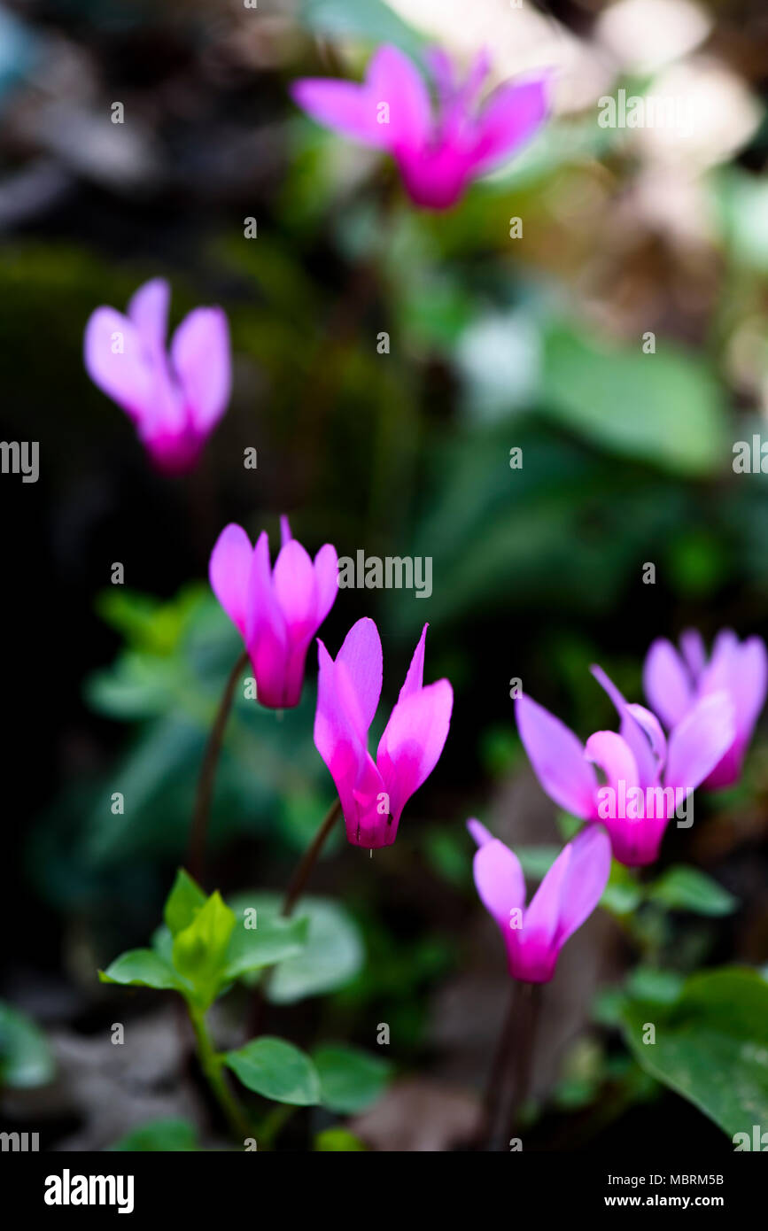 Flowers Cyclamen in spring forest, Close Up Stock Photo