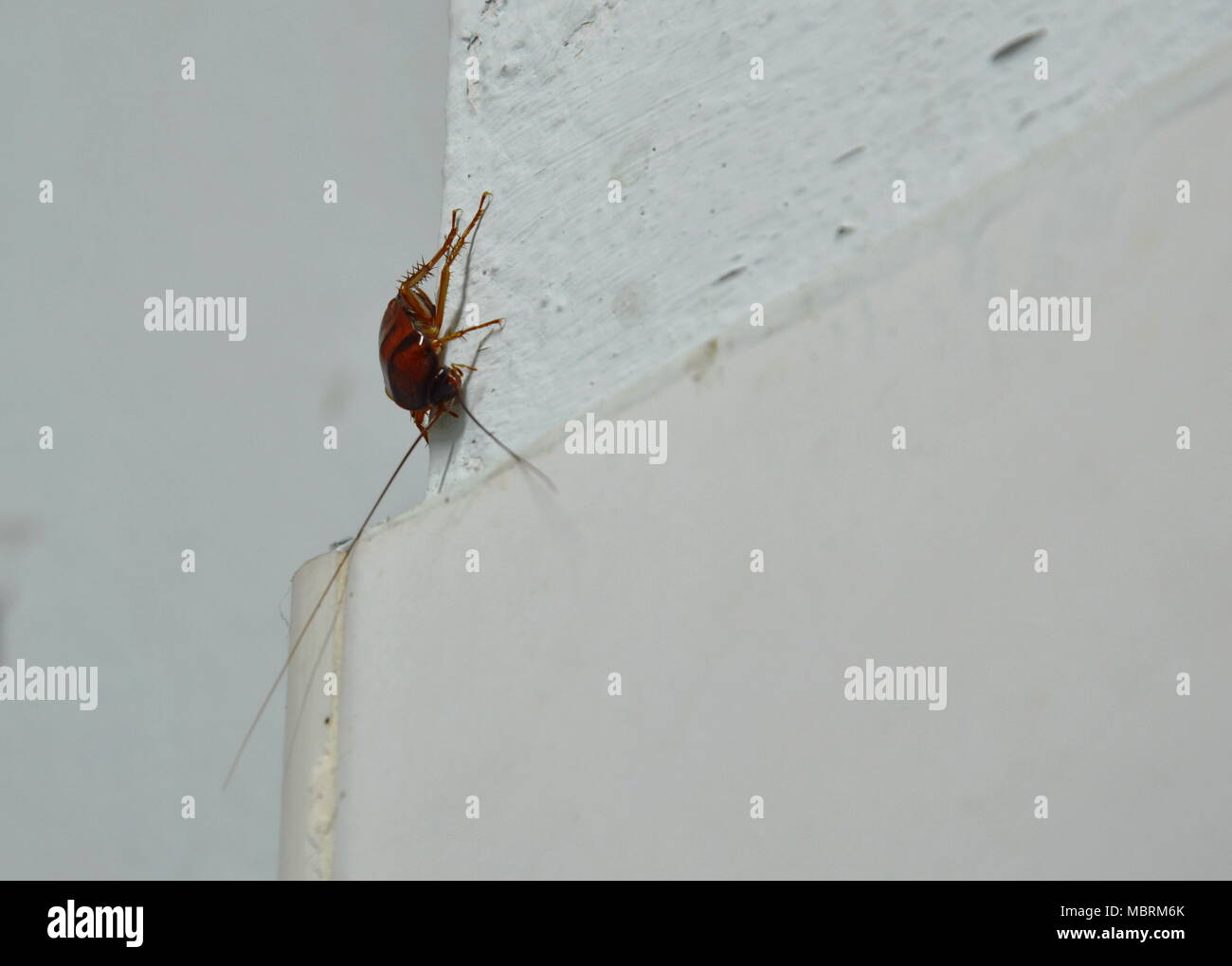 cockroach crawling on bathroom wall Stock Photo Alamy