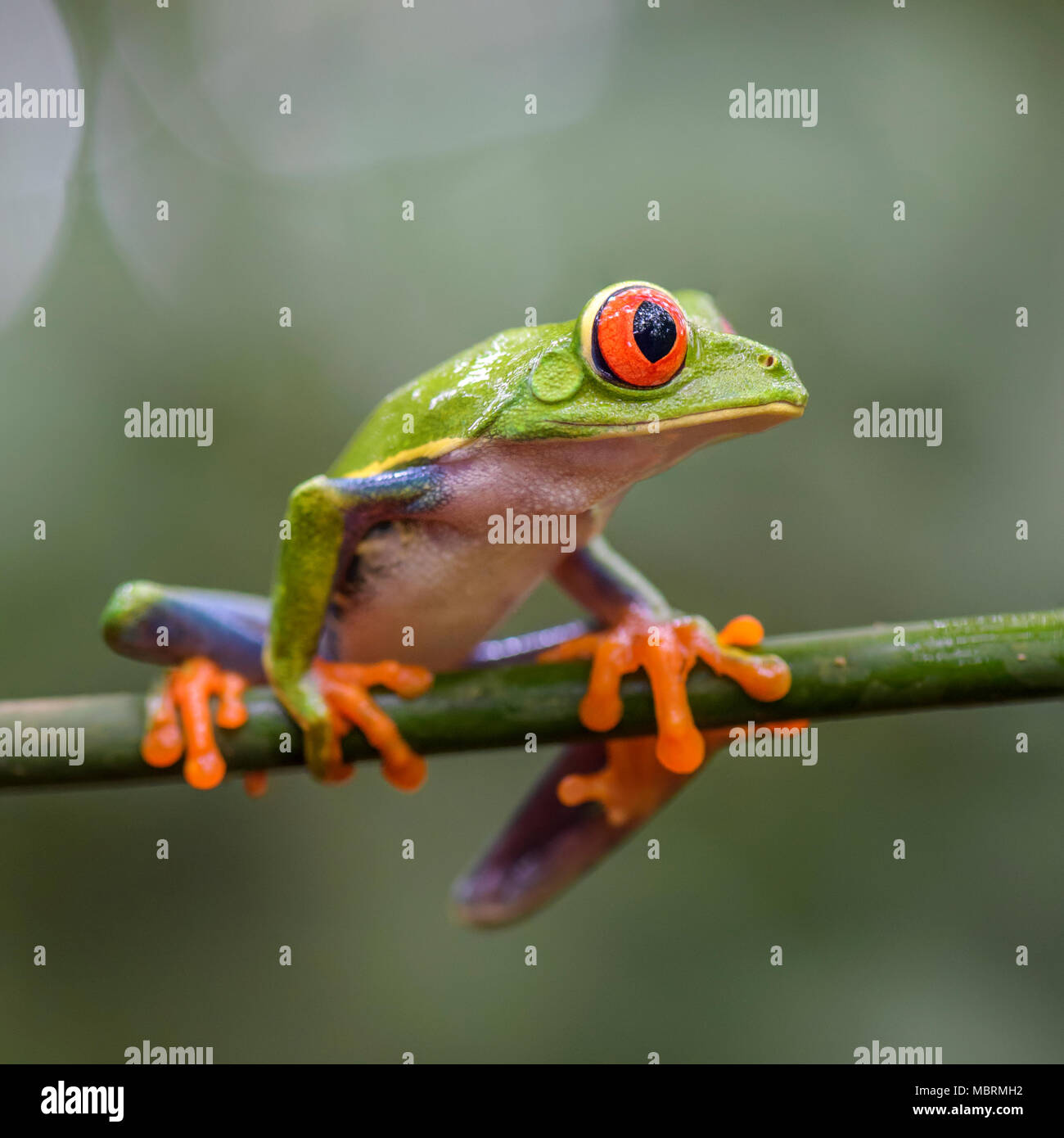 Red-eyed Tree Frog - Agalychnis callidryas, beautiful colorful from iconic to Central America forests, Costa Rica. Stock Photo