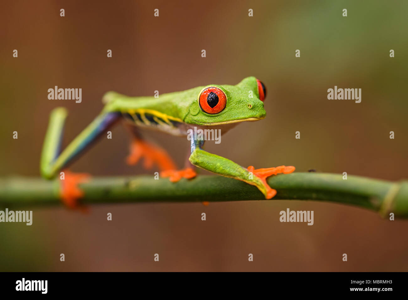 Red-eyed Tree Frog - Agalychnis callidryas, beautiful colorful from ...