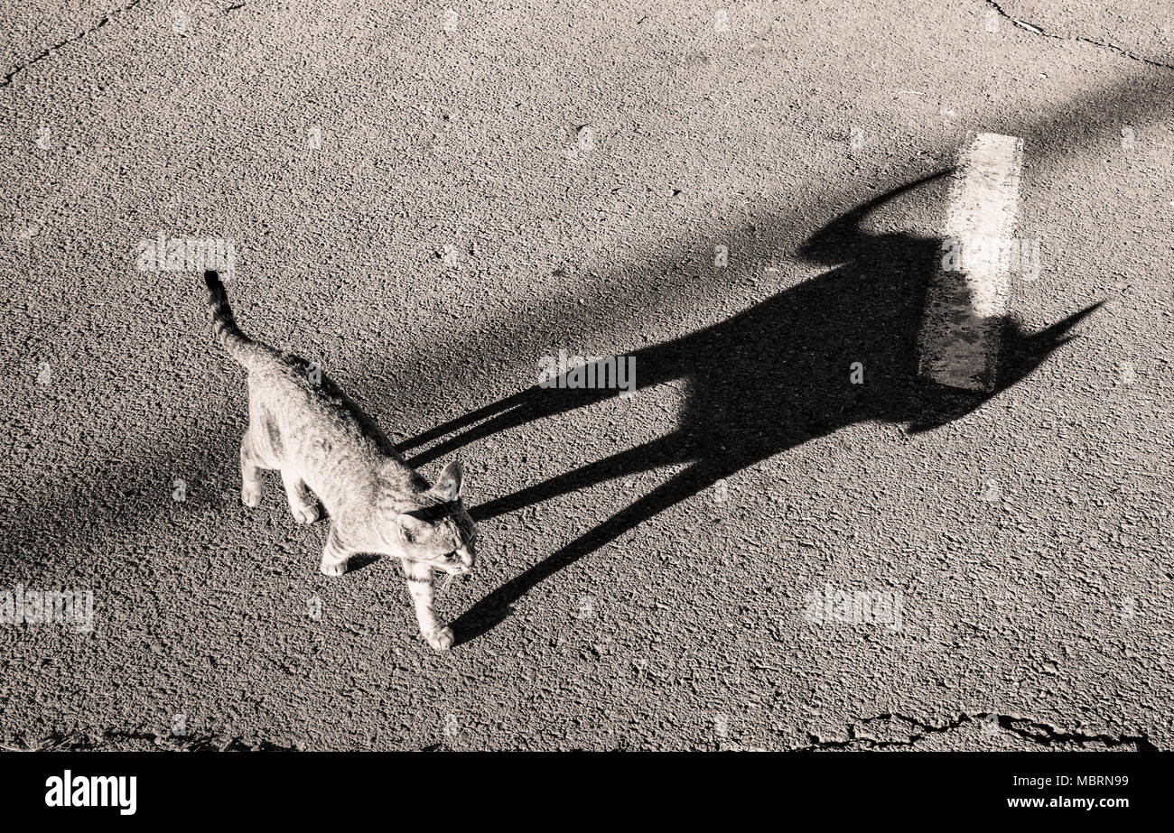Cat crossing road Stock Photo Alamy