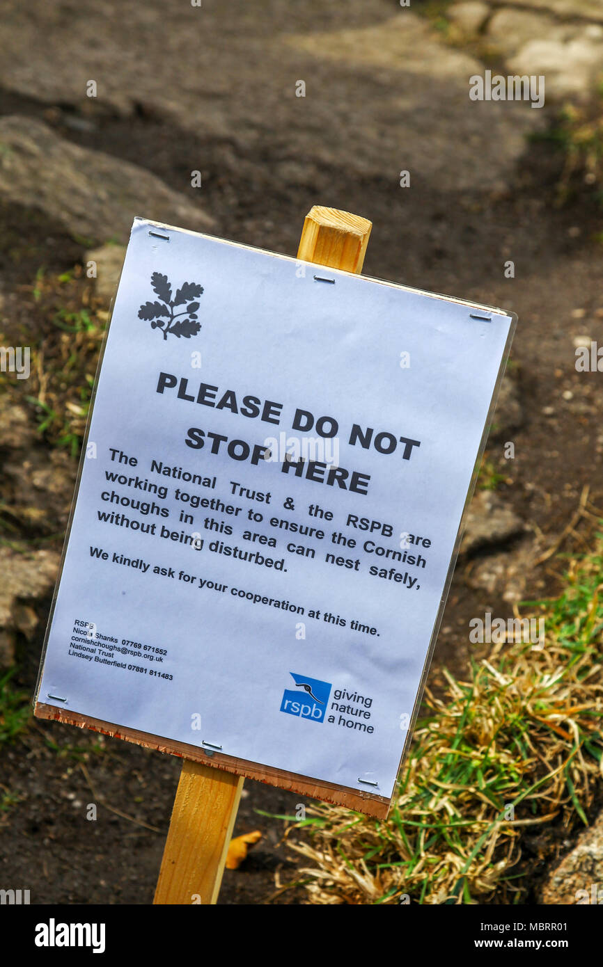 A sign erected jointly by The National Trust and The Royal Society for the Protection of Birds warning visitors that Cornish Chough birds are nesting Stock Photo