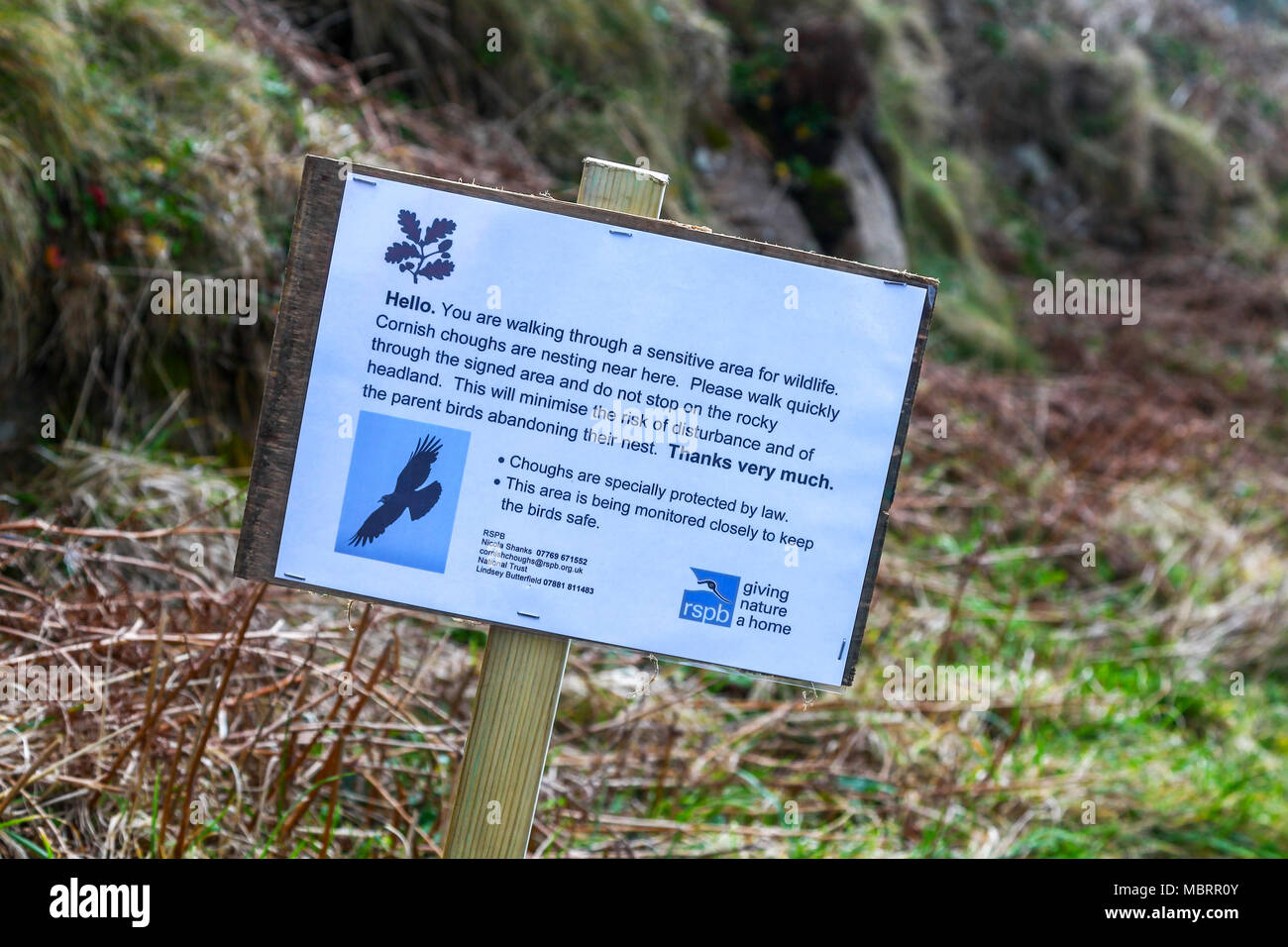 A sign erected jointly by The National Trust and The Royal Society for the Protection of Birds warning visitors that Cornish Chough birds are nesting Stock Photo