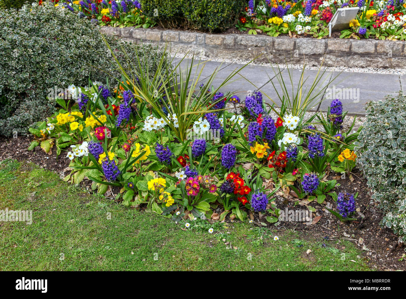 A colourful display of spring flowers including blue/purple Hyacinths (), and various different coloured Primulars Stock Photo