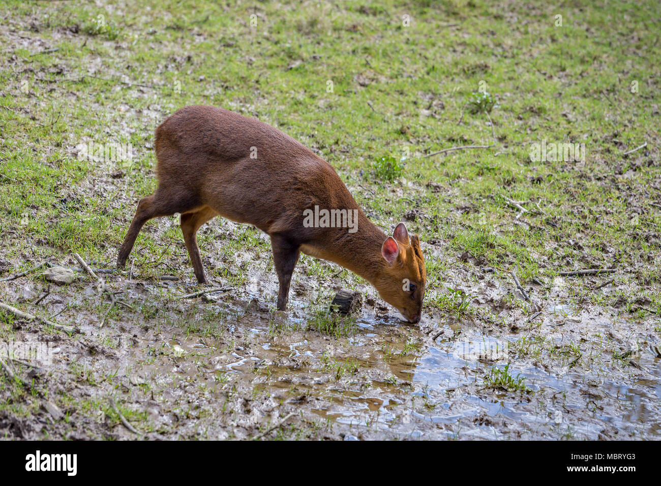 Adult female Reeve's Muntjac Deer (Muntiacus reevesi) at the British Wildlife Centre, Surrey, England. Introduced species Stock Photo