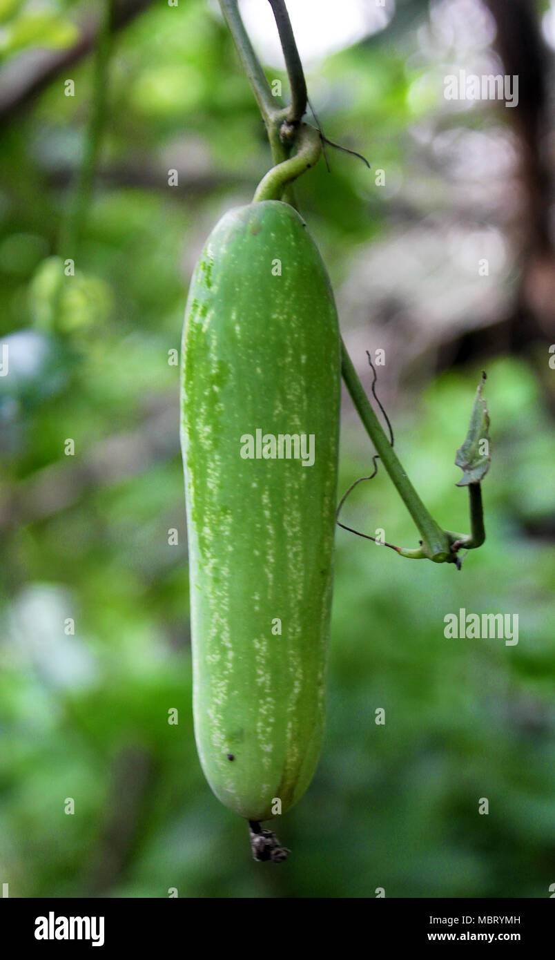 colorful fruits of Ivy Gourd or Coccinia grandis Stock Photo Alamy